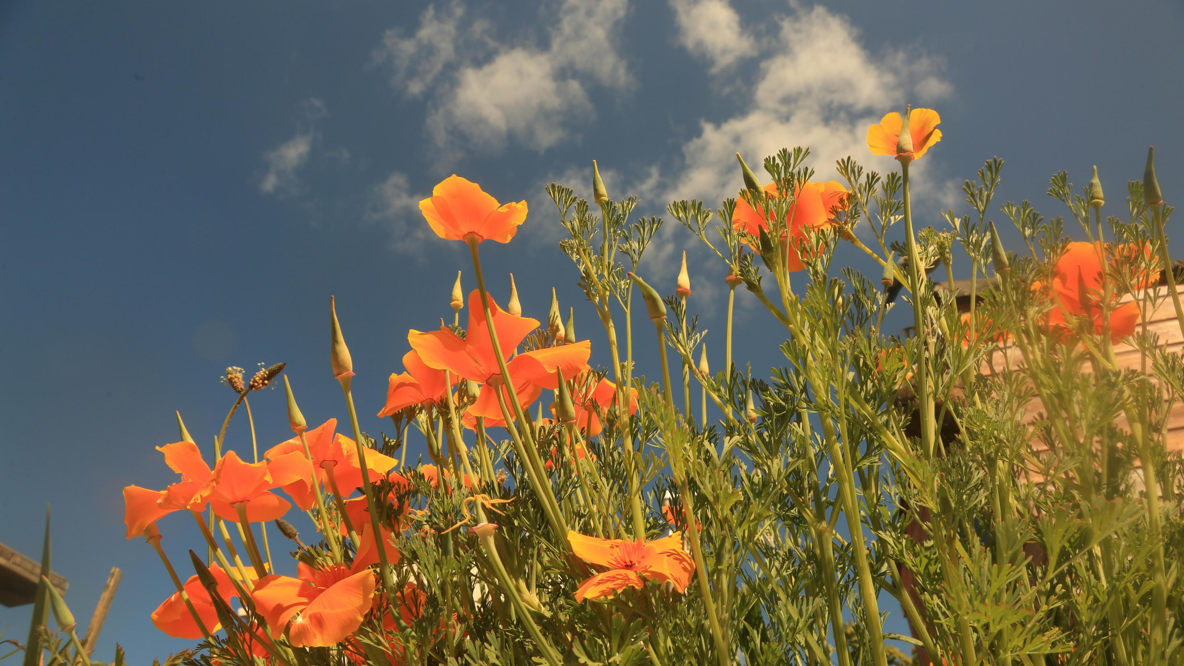 Red flowers are seen from the bottom shotting into a blue sky. They are lit up by the sun.