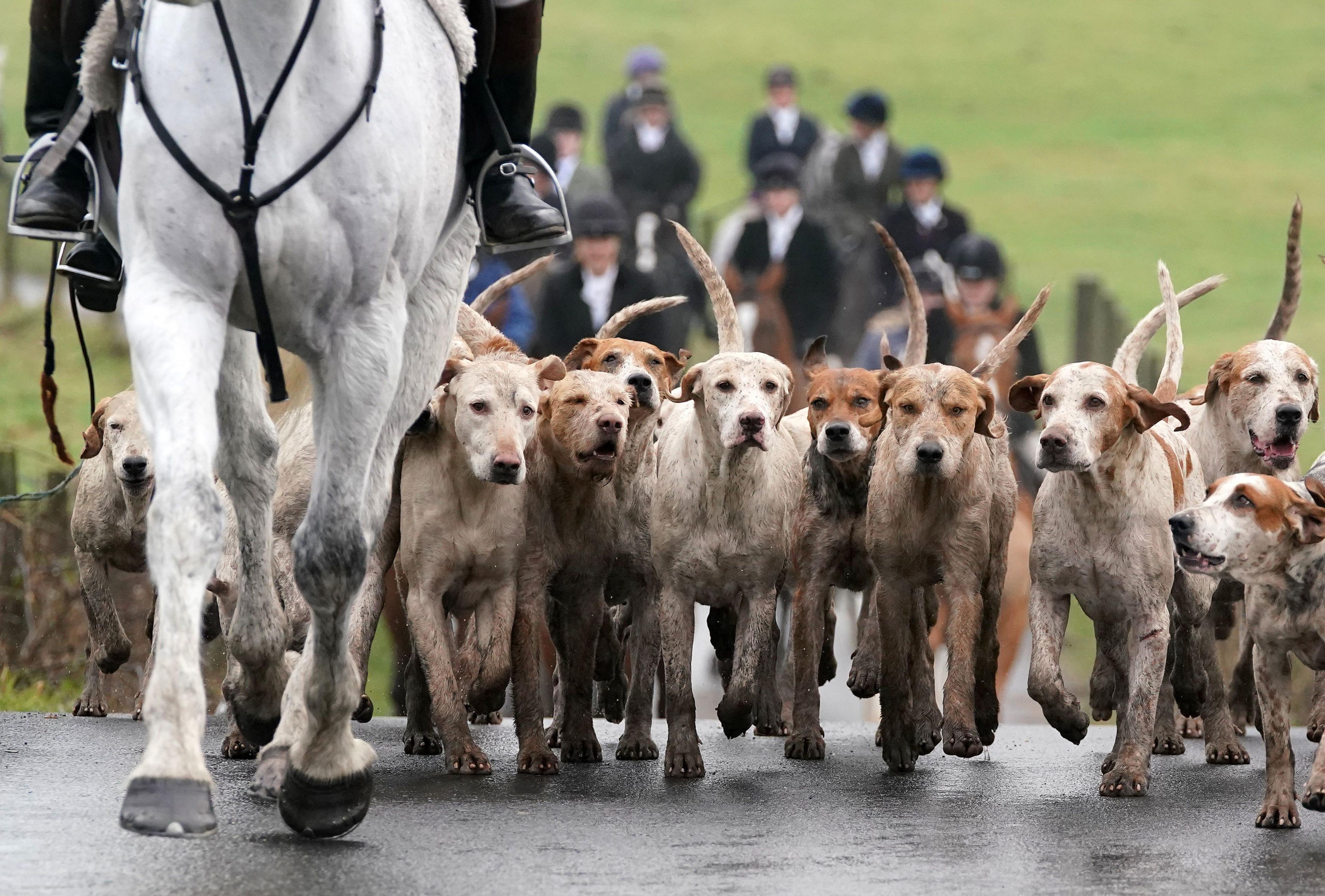 A pack of hounds