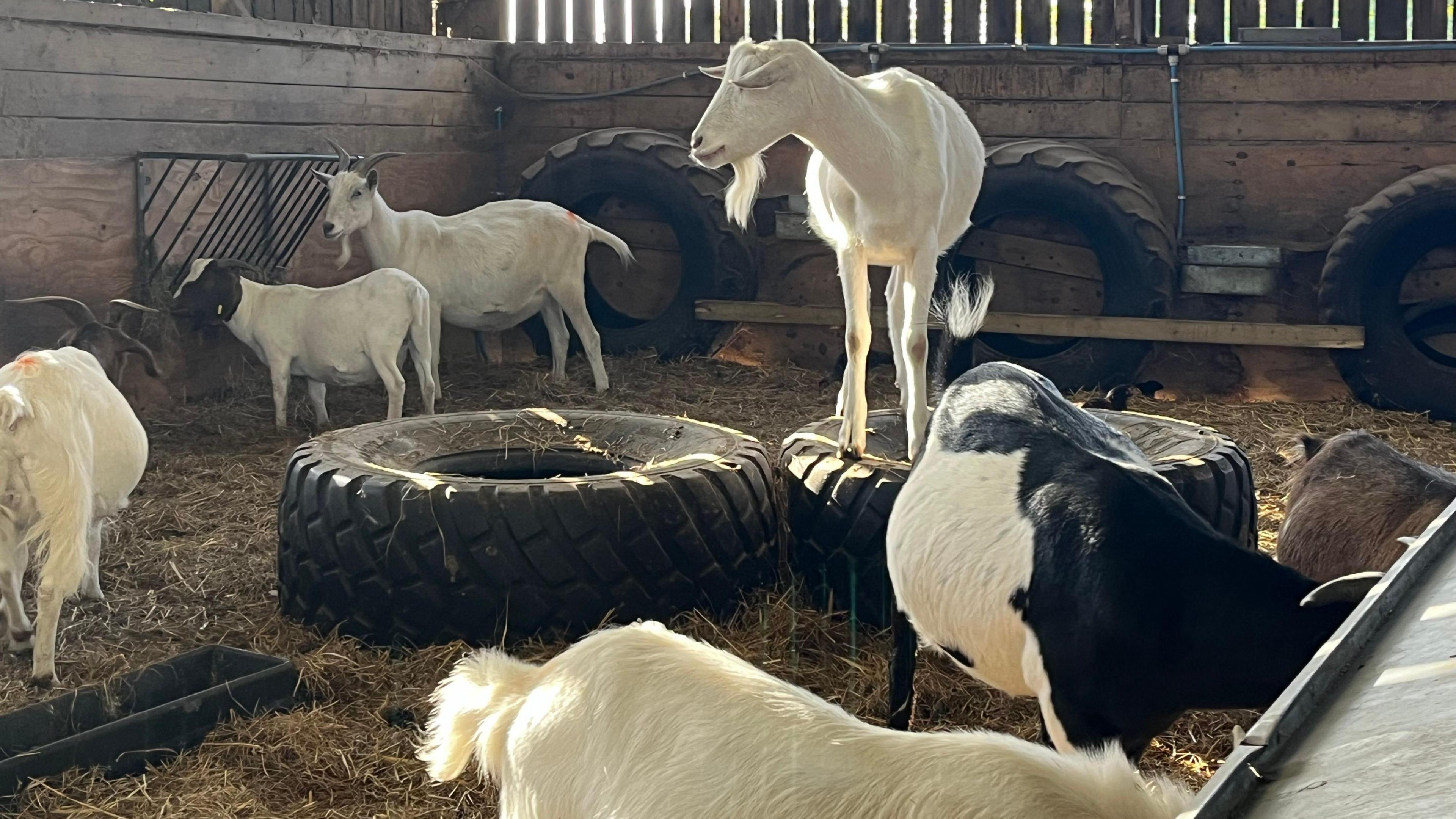 Goats in a barn surrounded by hay and standing on tires