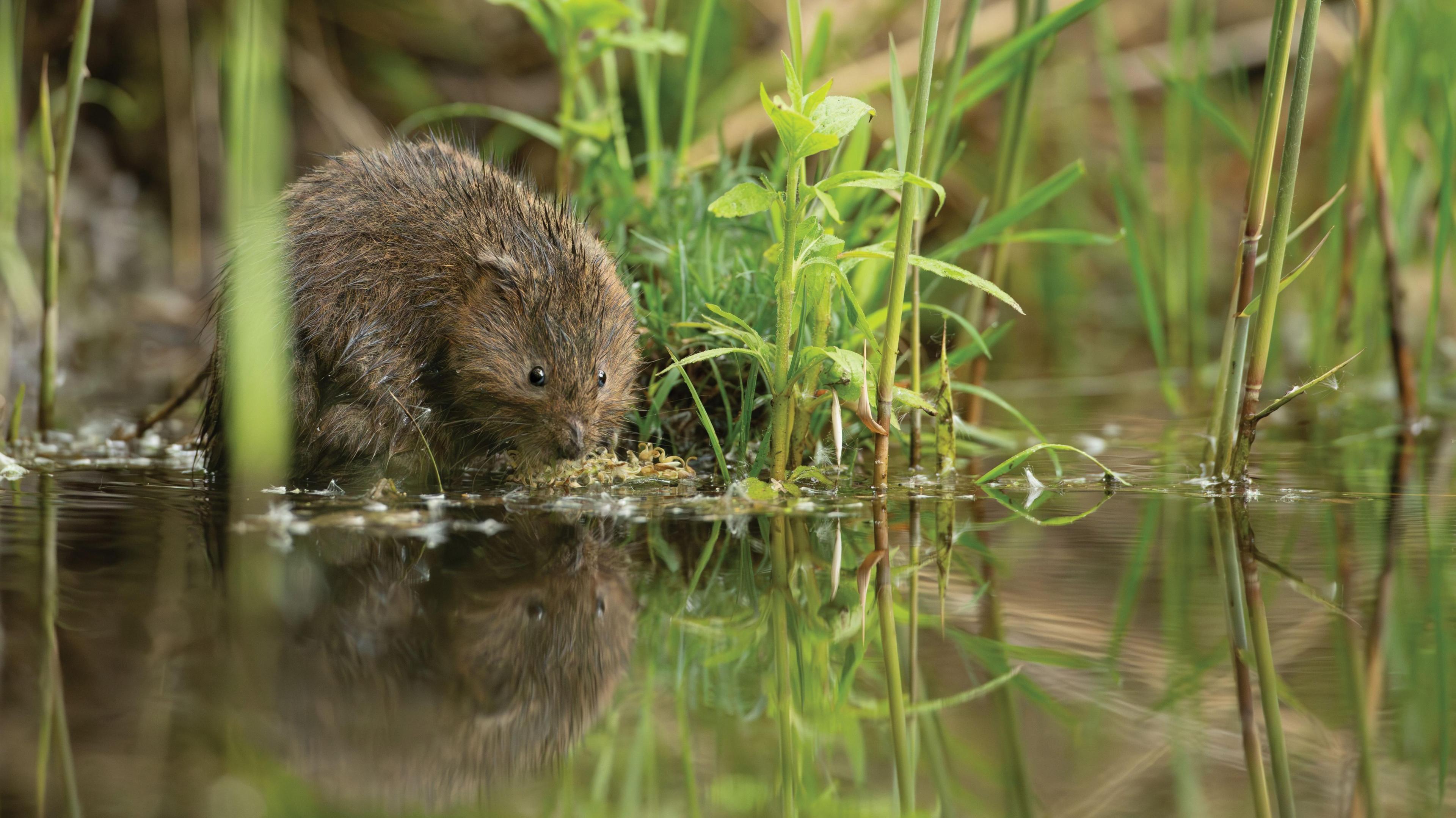 A water vole is pictured next to the water with its reflection staring back at it. It is surrounded by green vegetation