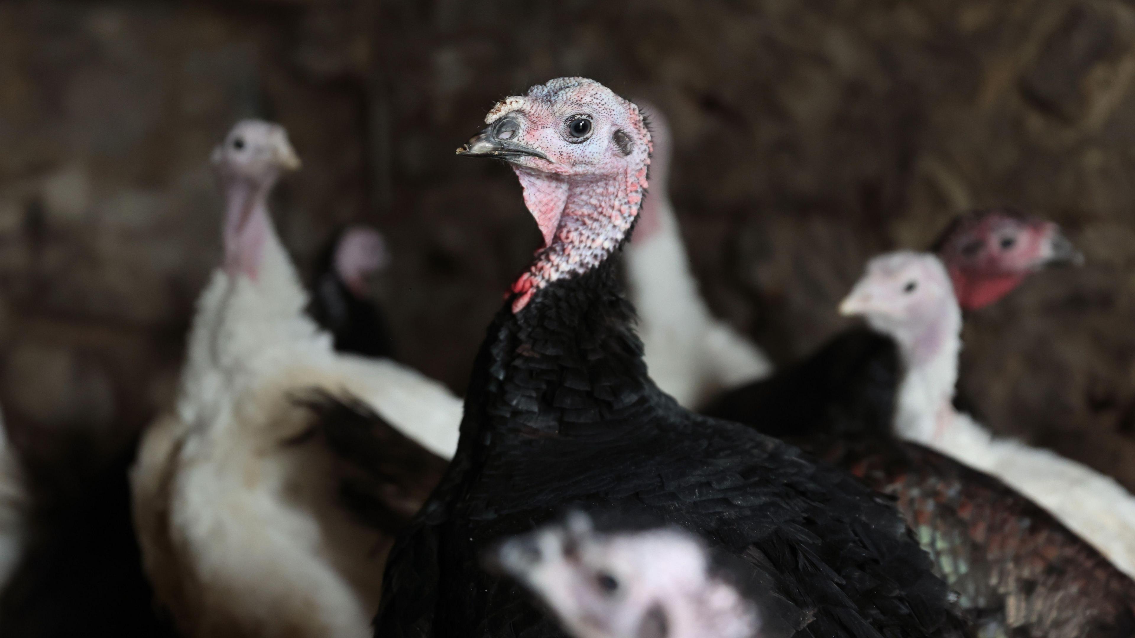 Turkeys in a shed