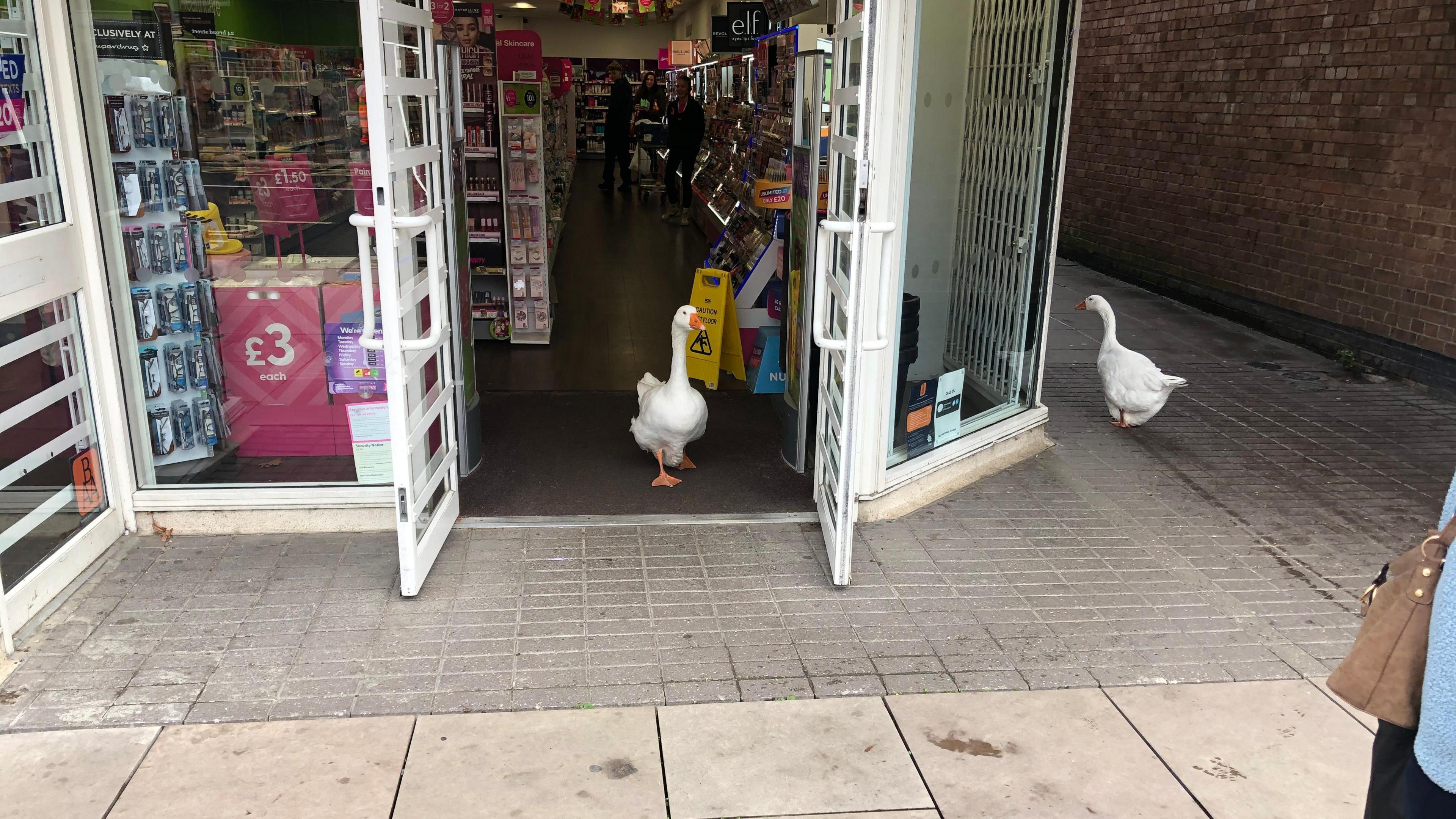 A white goose with orange beak leaving a chemist shop on the Broad Street area of the March, another goose can be seen making his way to the right of the store along a passageway.