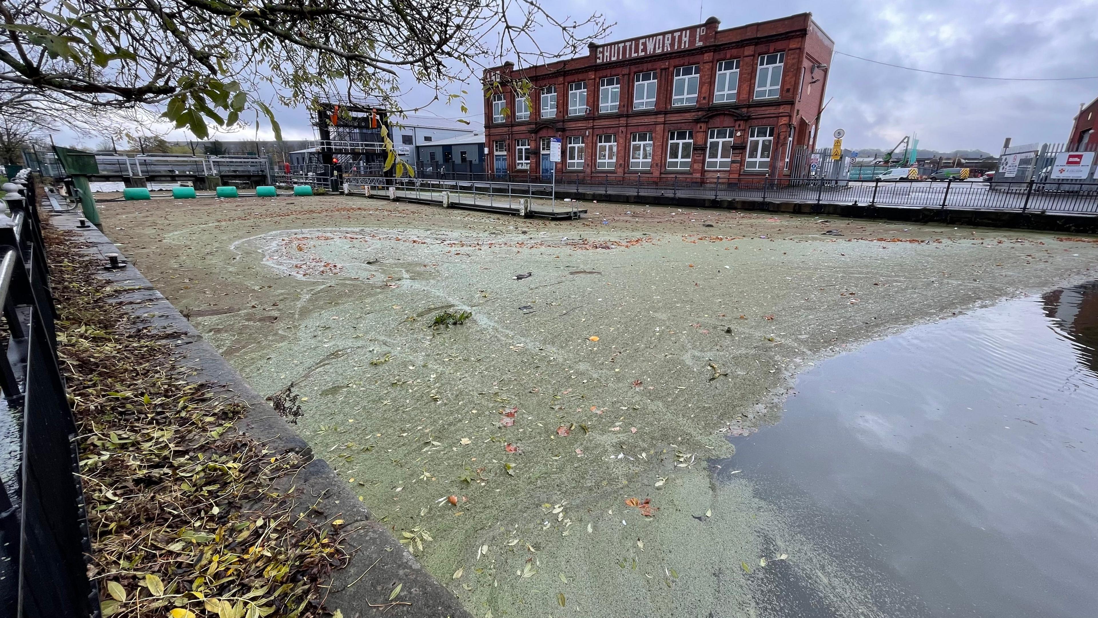 A wide shot of a river covered in thick green weed. Items of litter including dead birds can be seen in the weed. There is a lock gate in the background and a large brick building on the far bank.