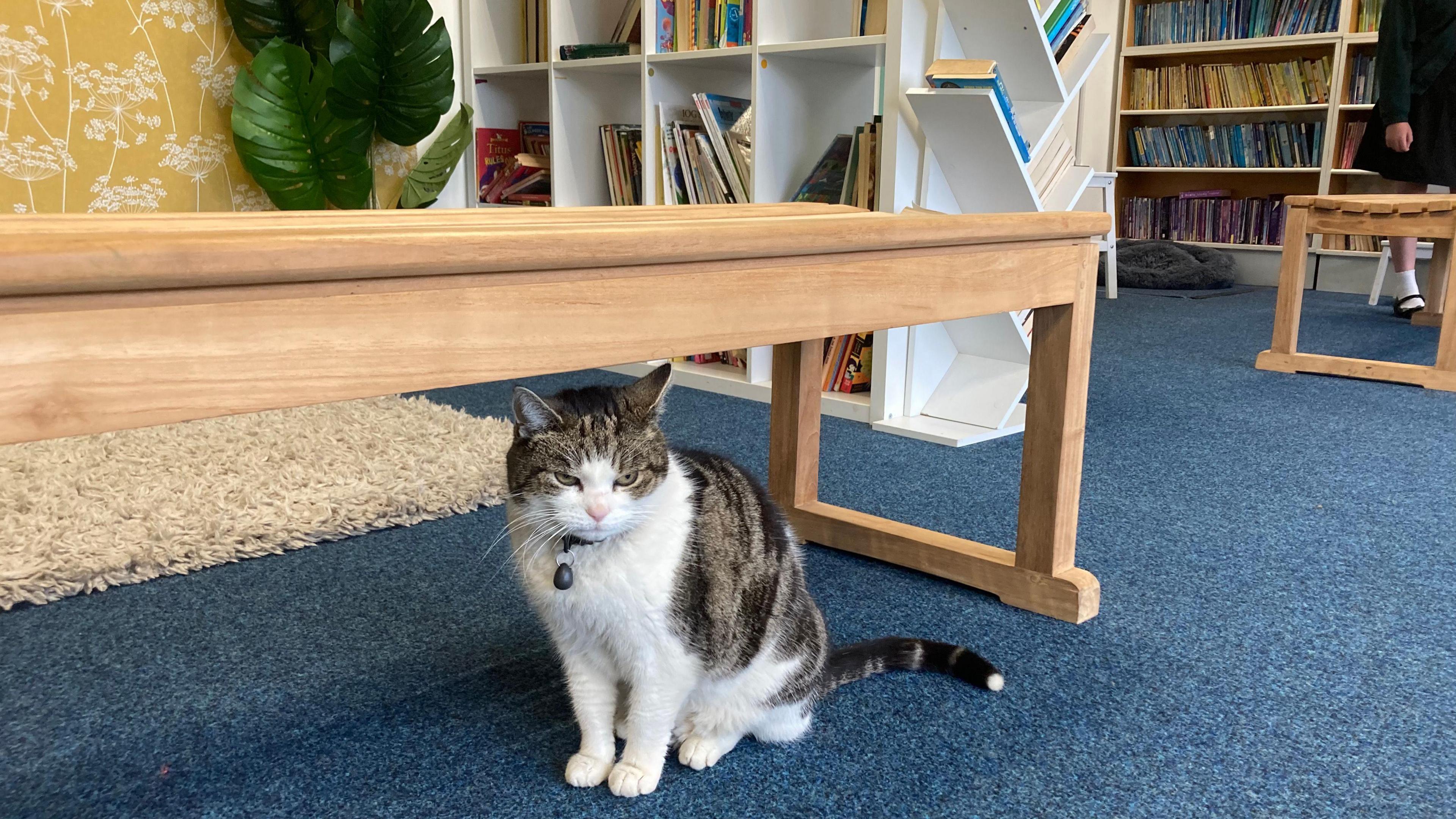 Cilla the cat pictured in a library at the primary school.