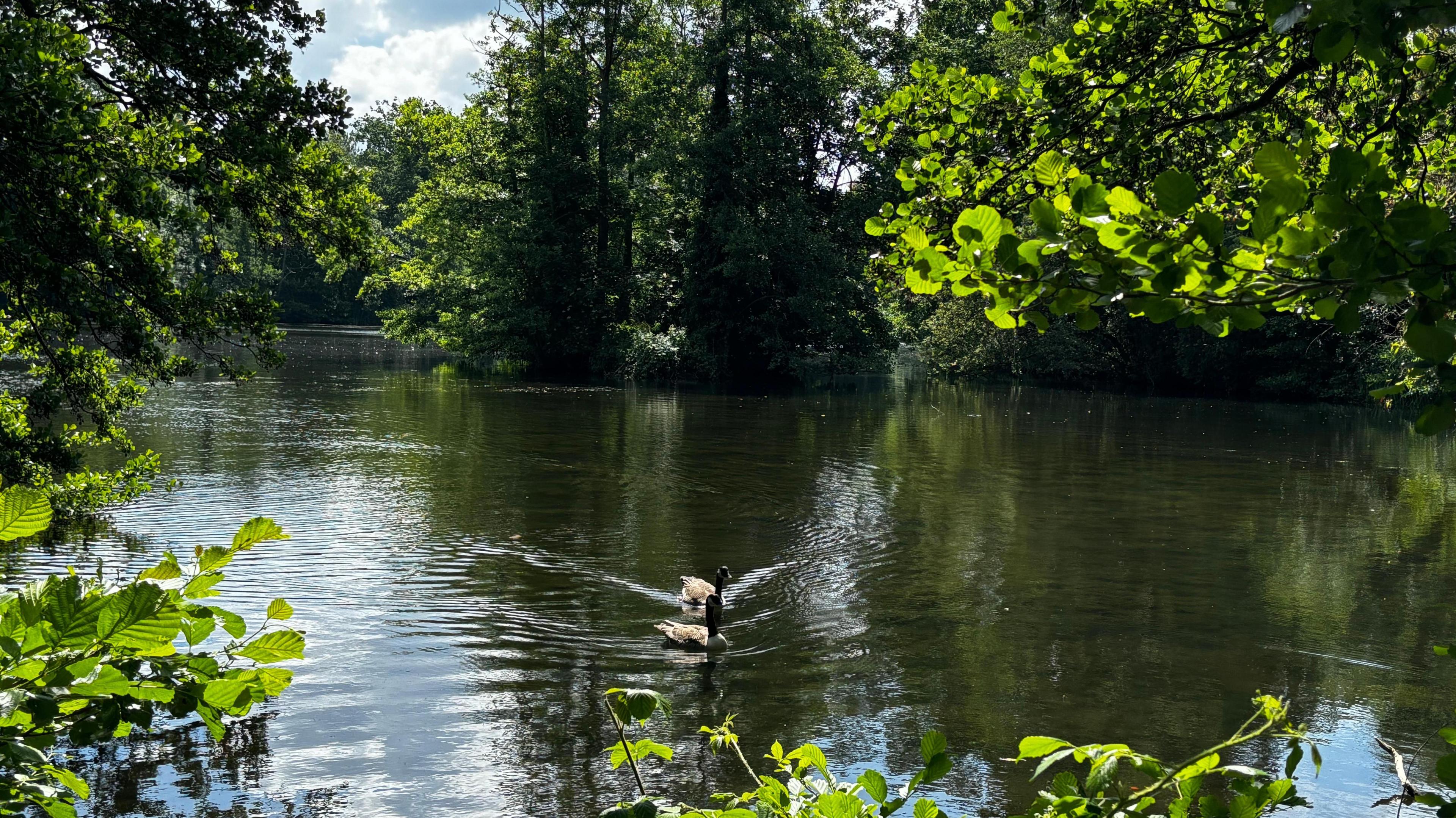 MONDAY - A lake in Reading with two geese