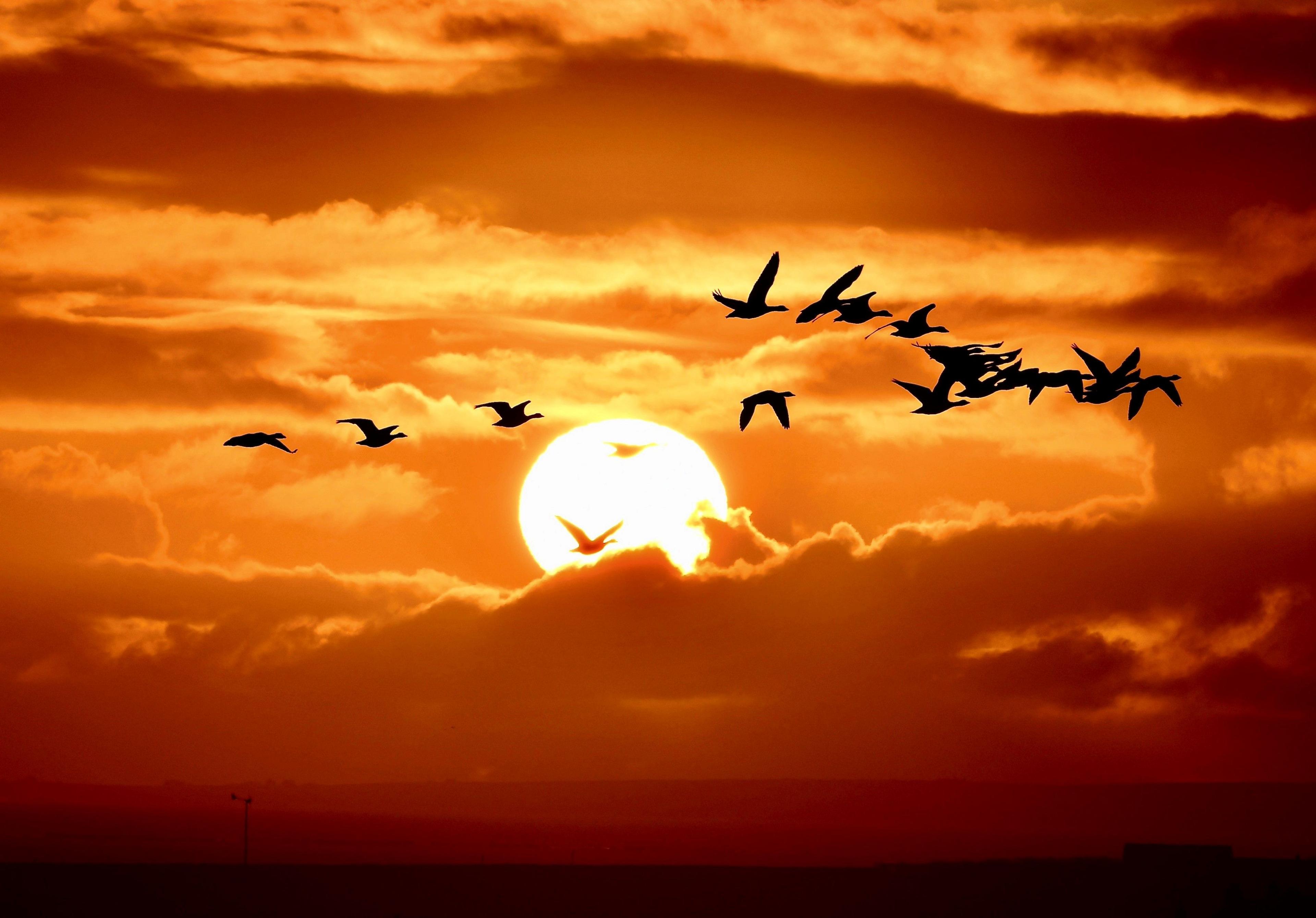 Shadow of a flock of birds silhouetted against a burnt orange sky as the sun sets