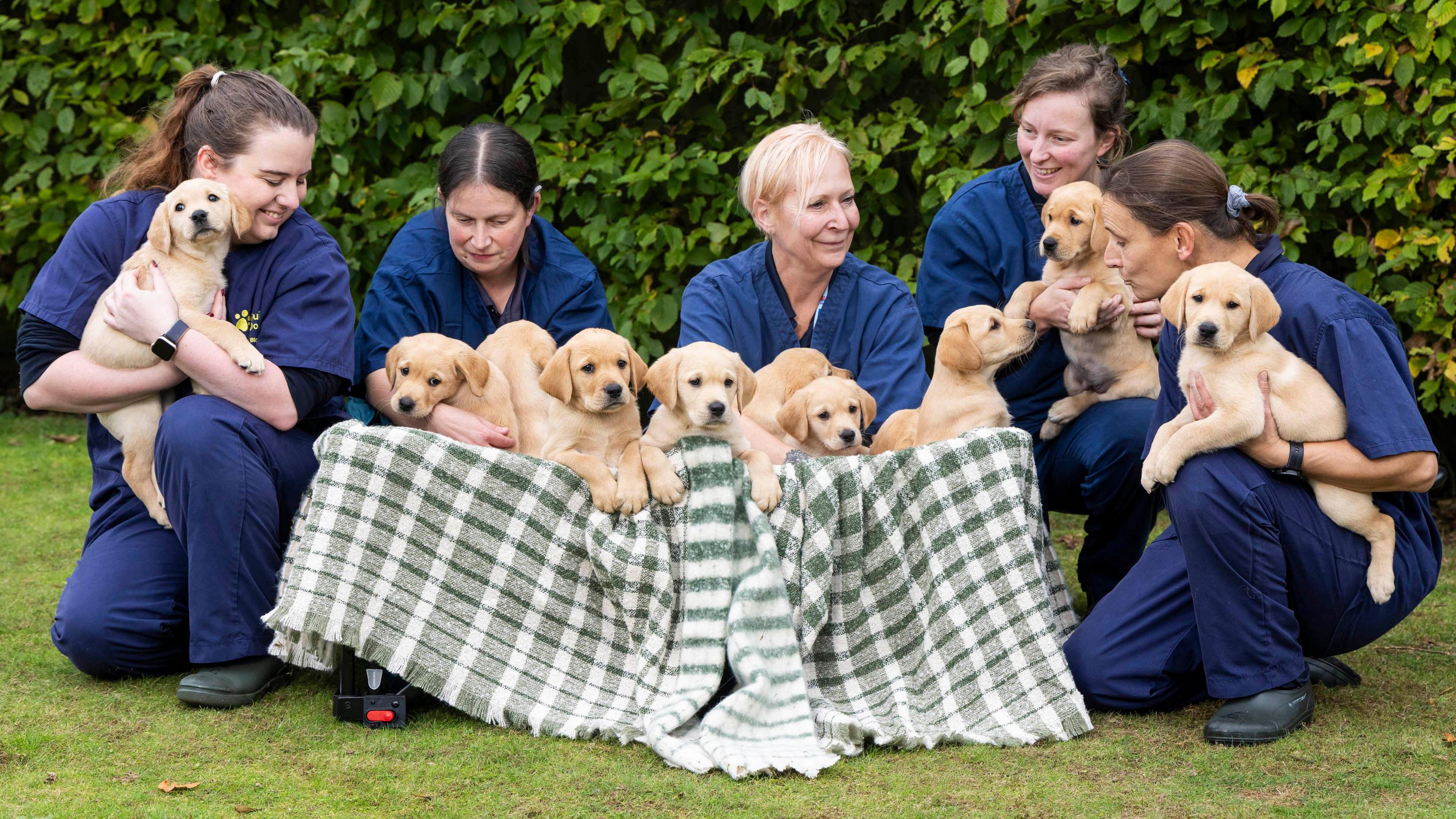 A team from the Guide Dogs trust are wearing blue scrubs and holding 13 golden retriever puppies. They are covered in a blanket, and some are being held. Everyone is smiling.