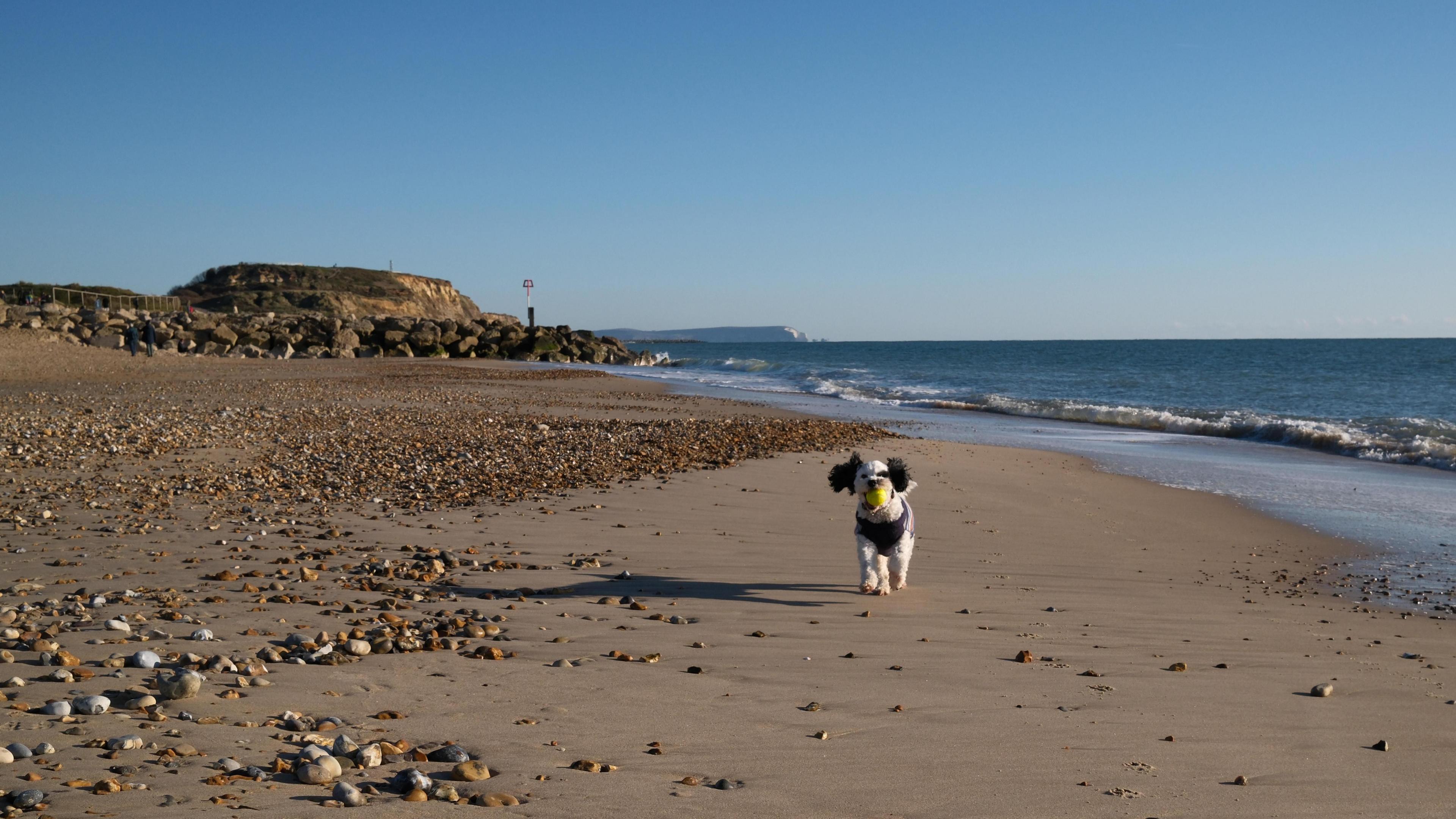 A small black and white dog, with a yellow ball in its mouth walking along the sandy pebbled beach with blue seas behind the dog.