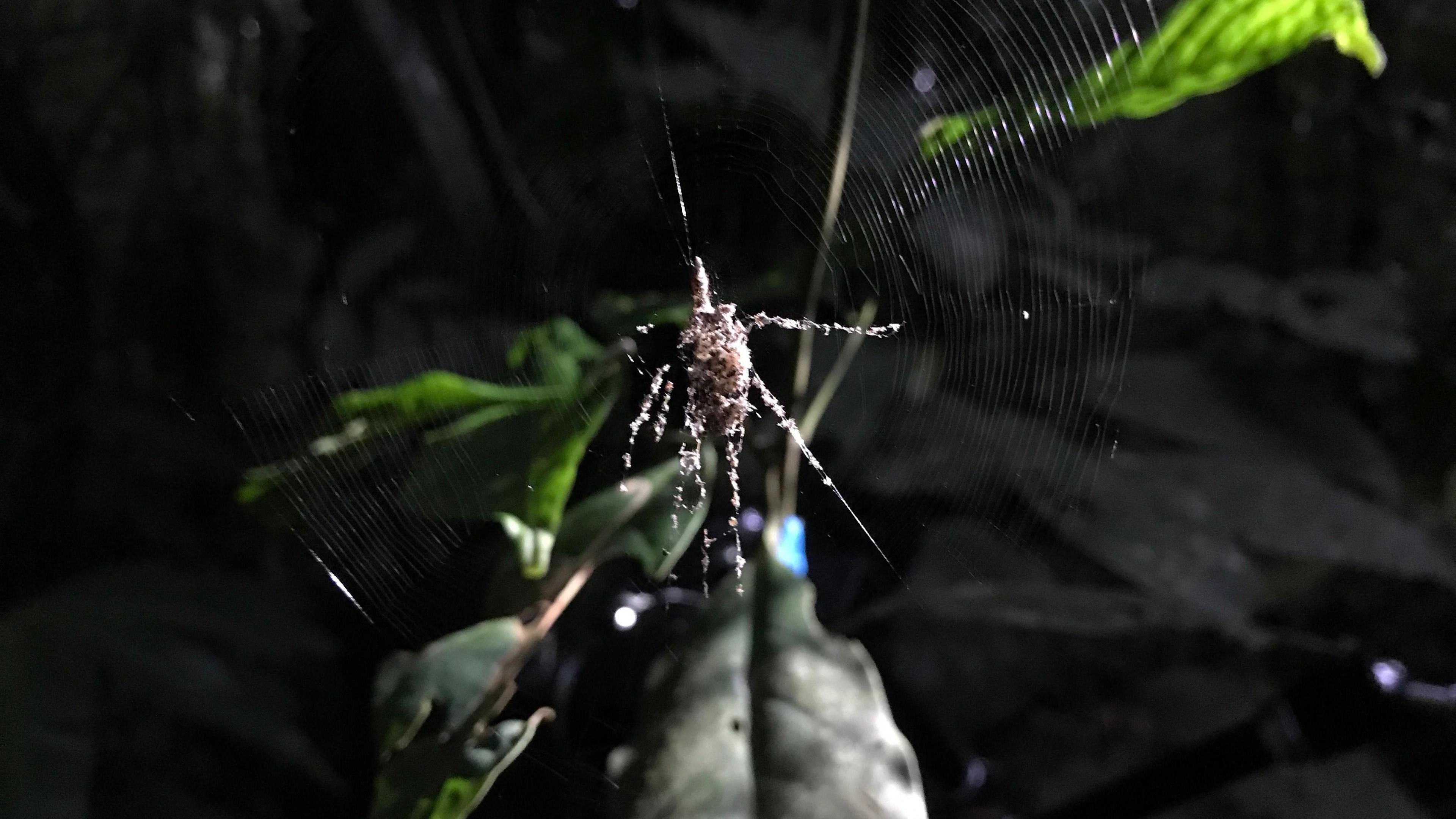 A spider's web with a mound of silk in the middle that looks like a large spider