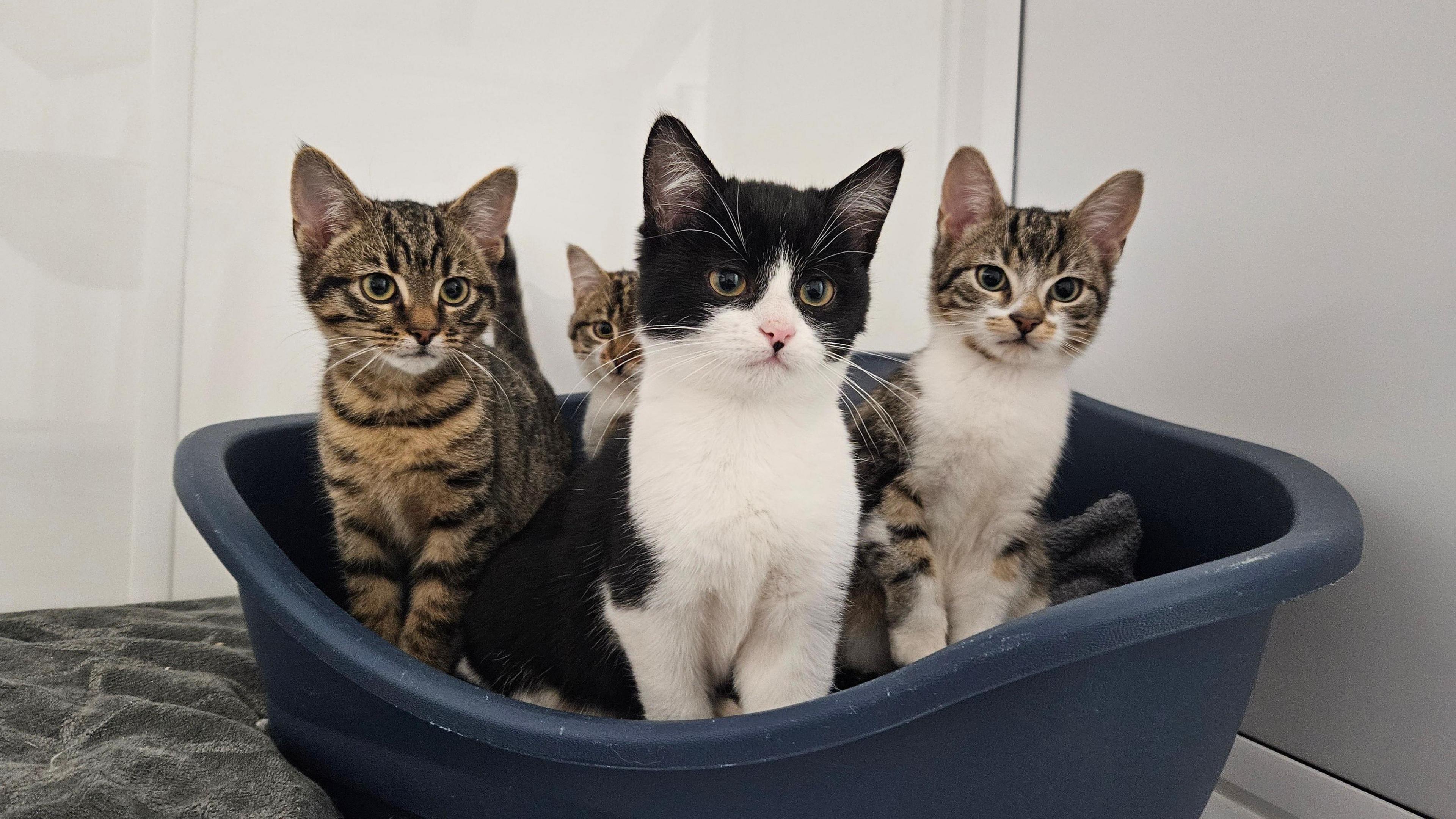 Four kittens, in a navy blue plastic bed, looking well groomed.