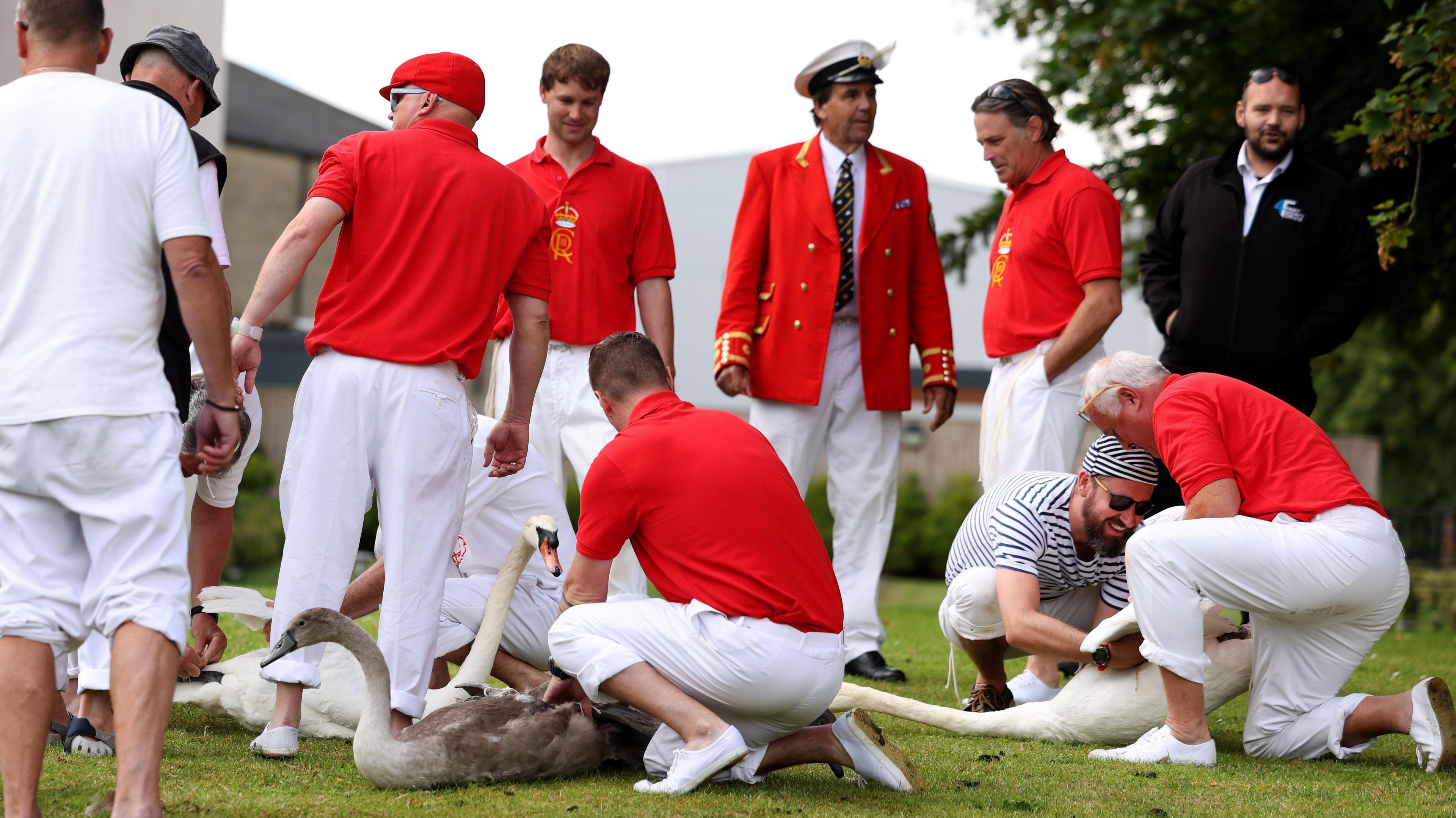 Swan upping measuring swans