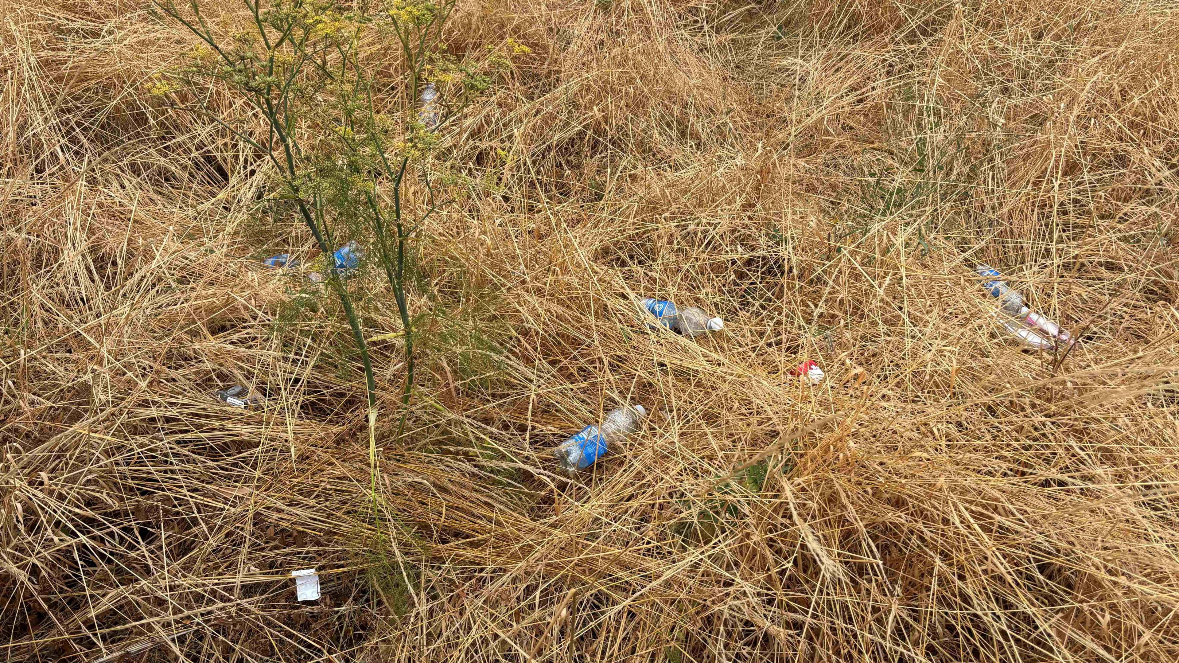 Empty plastic bottles sit in long grass