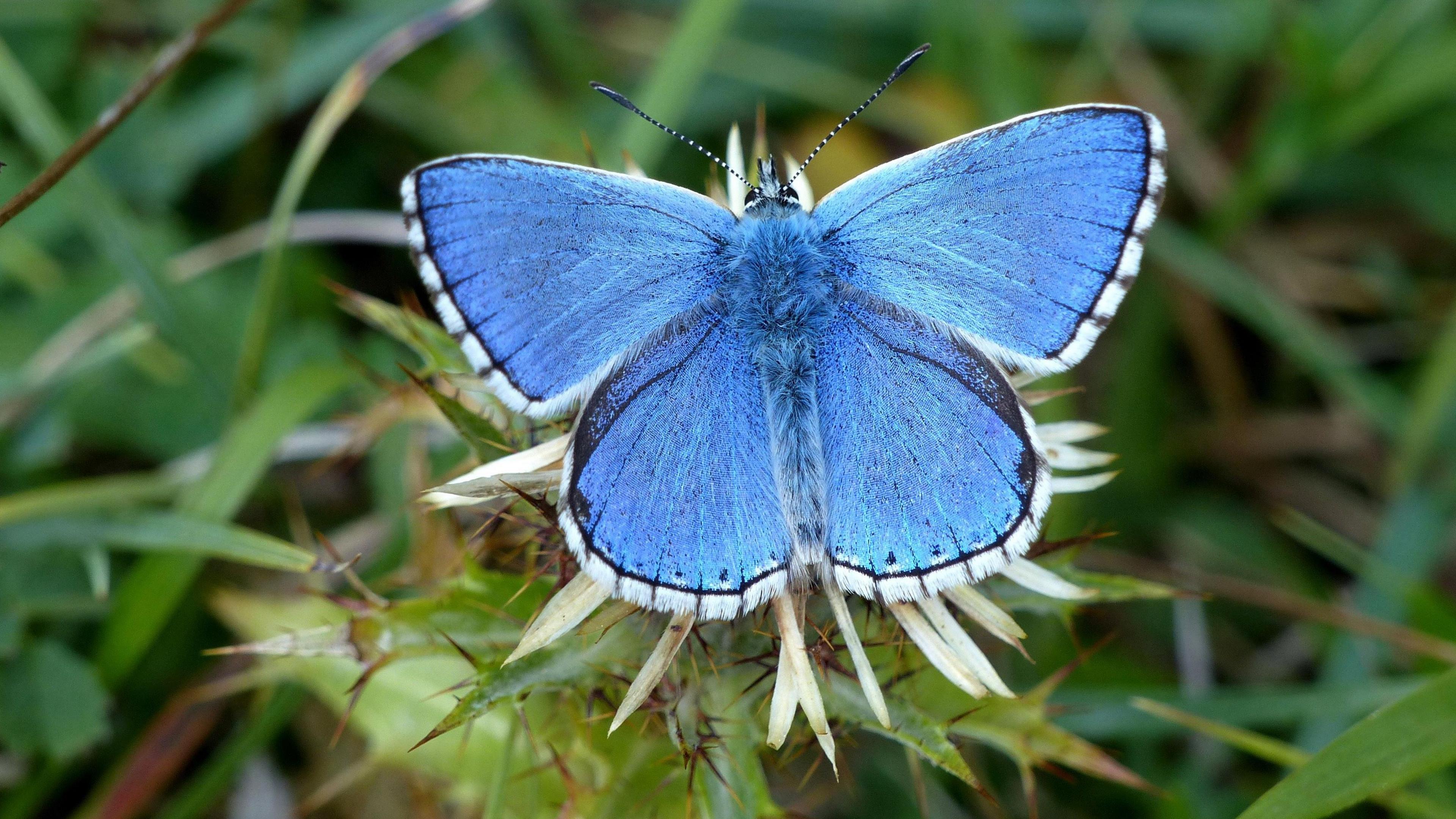 Adonis blue male butterfly on Carline thistle