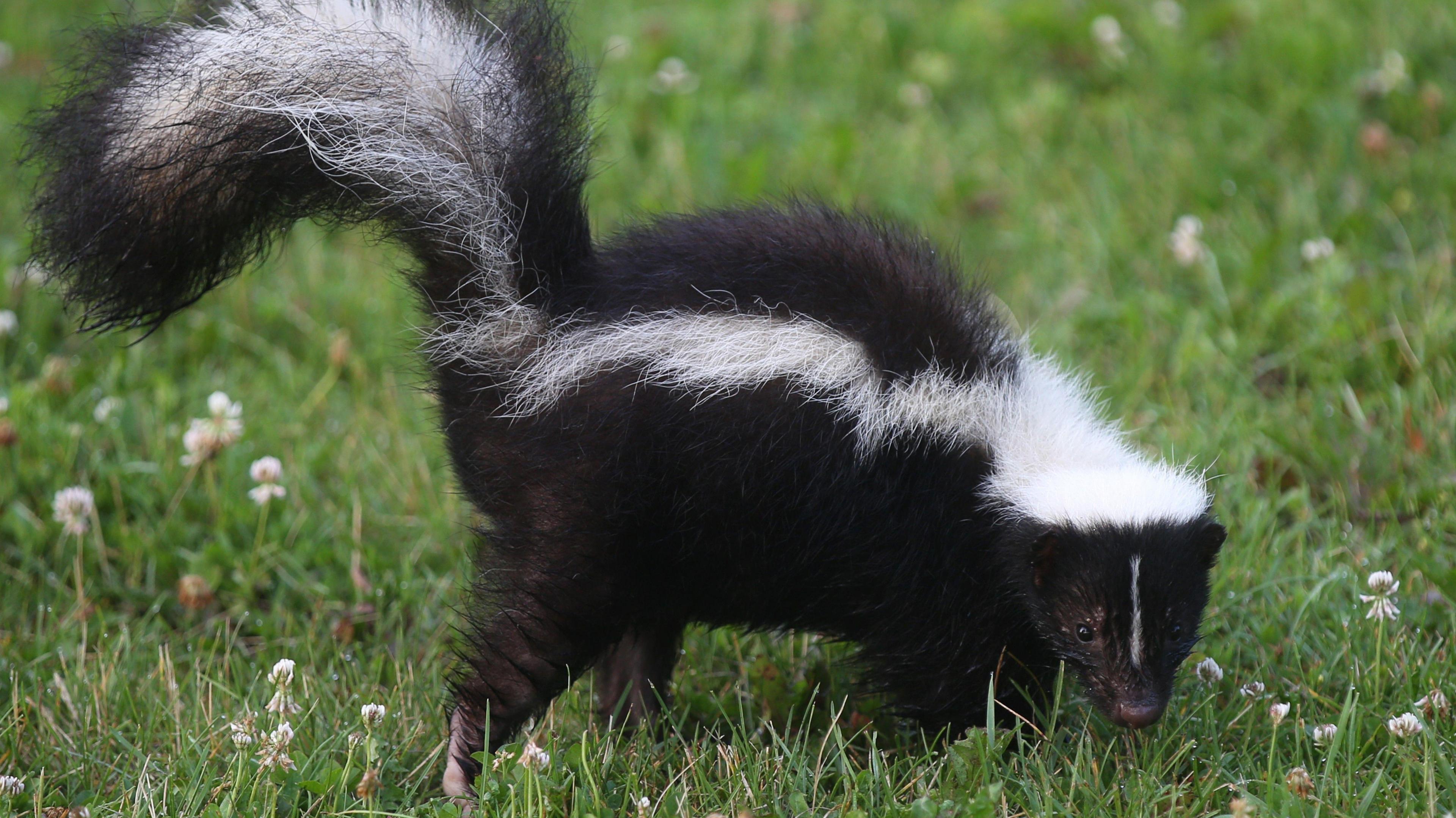 A generic image of a skunk