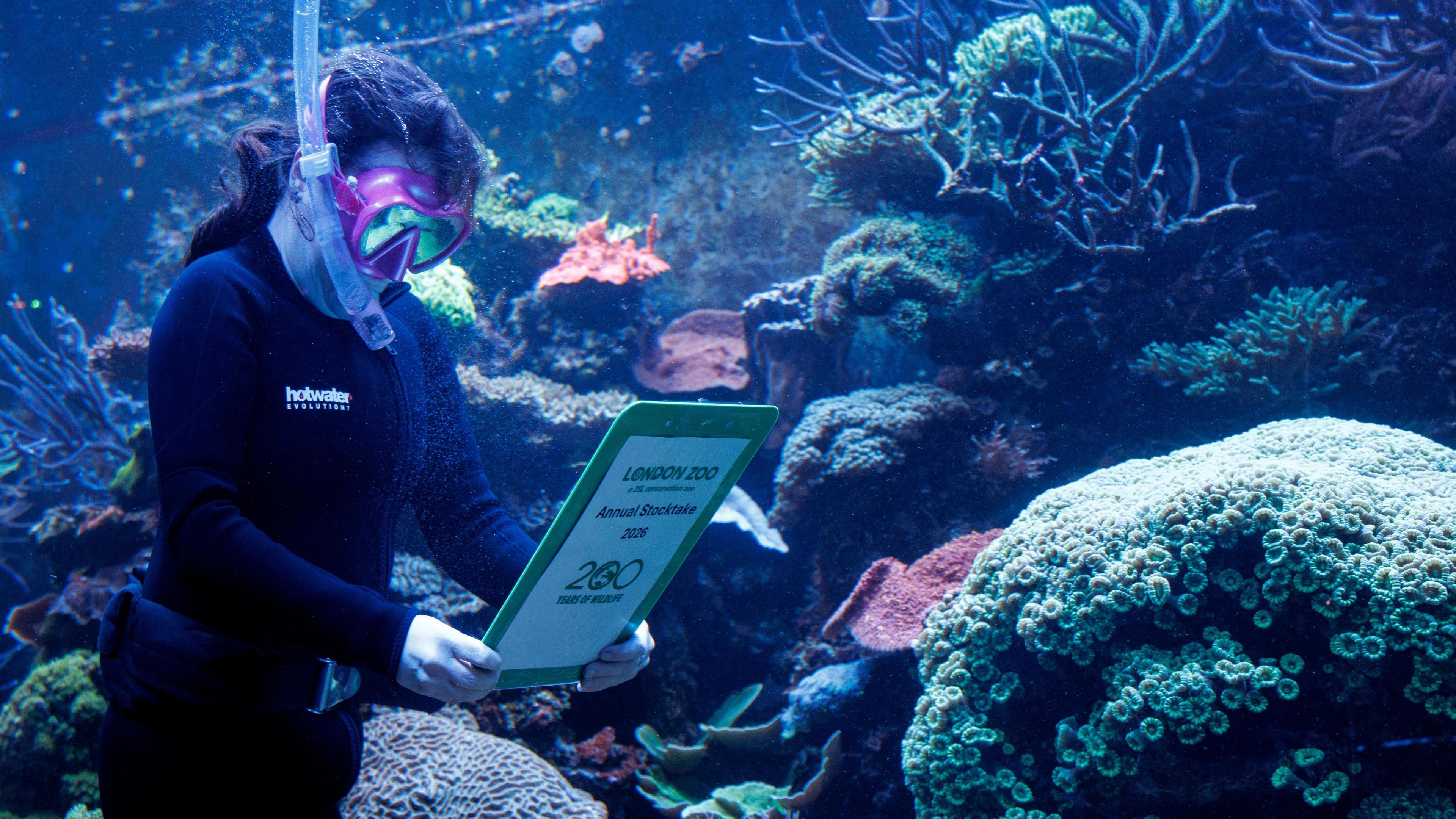 A zoo keeper counts the coral in an aquarium. She wears a pink snorkel and wetsuit. 