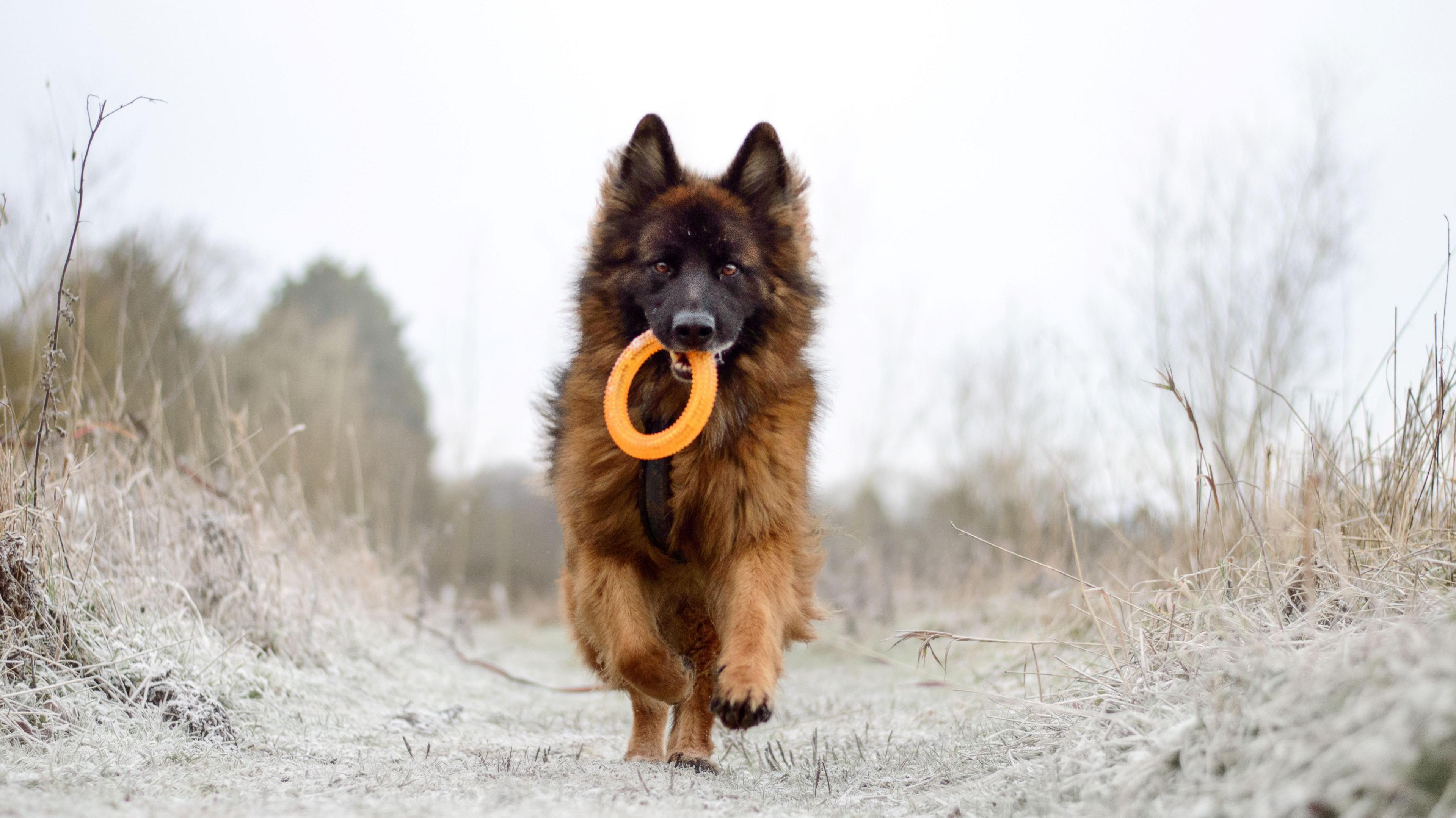 A German shepherd with a small orange hoop in its mouth runs towards the camera over frosted grass.