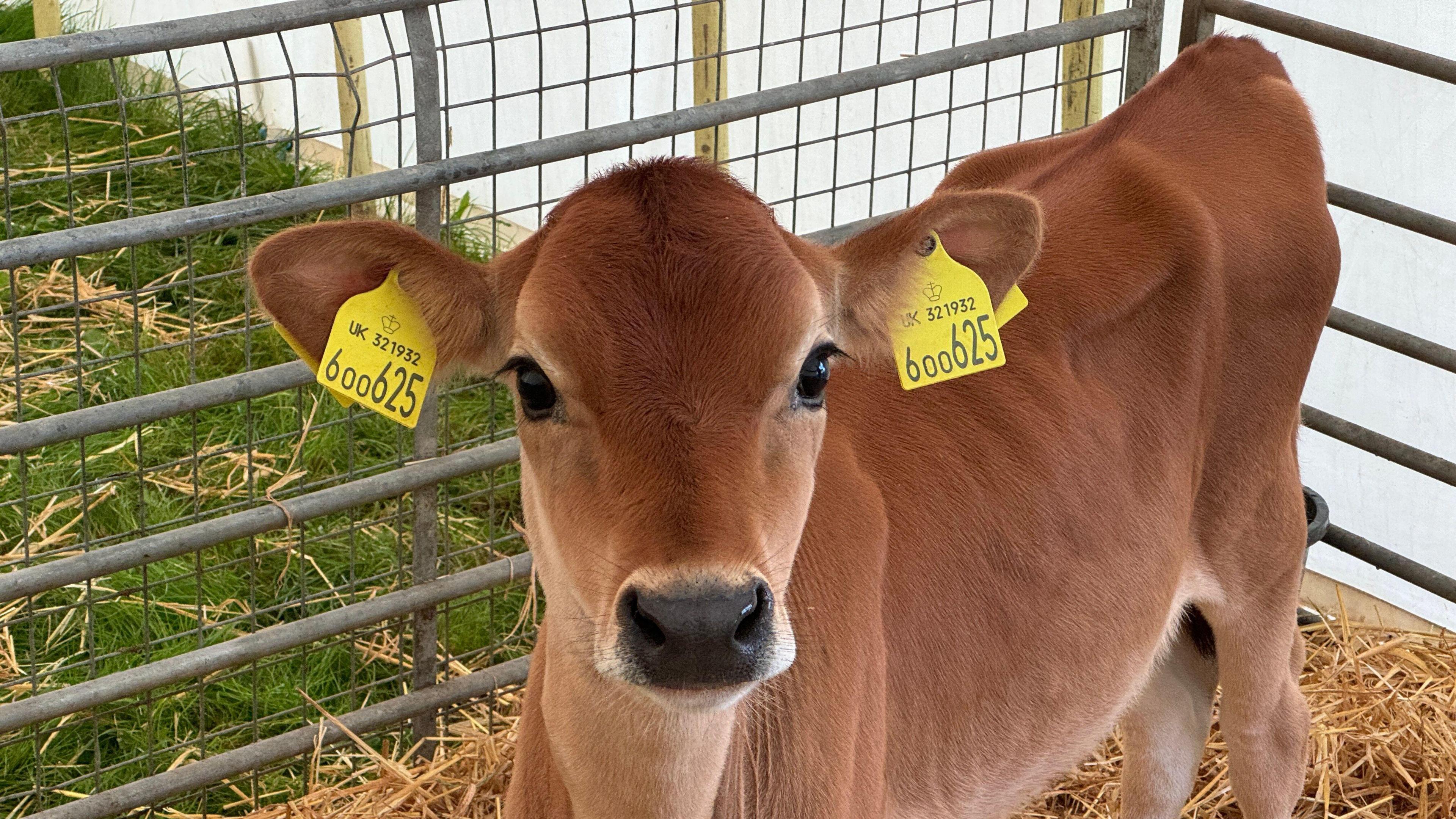 A young calf with a yellow tag on its ear. It is in a metal pen which has lots of straw on the floor.