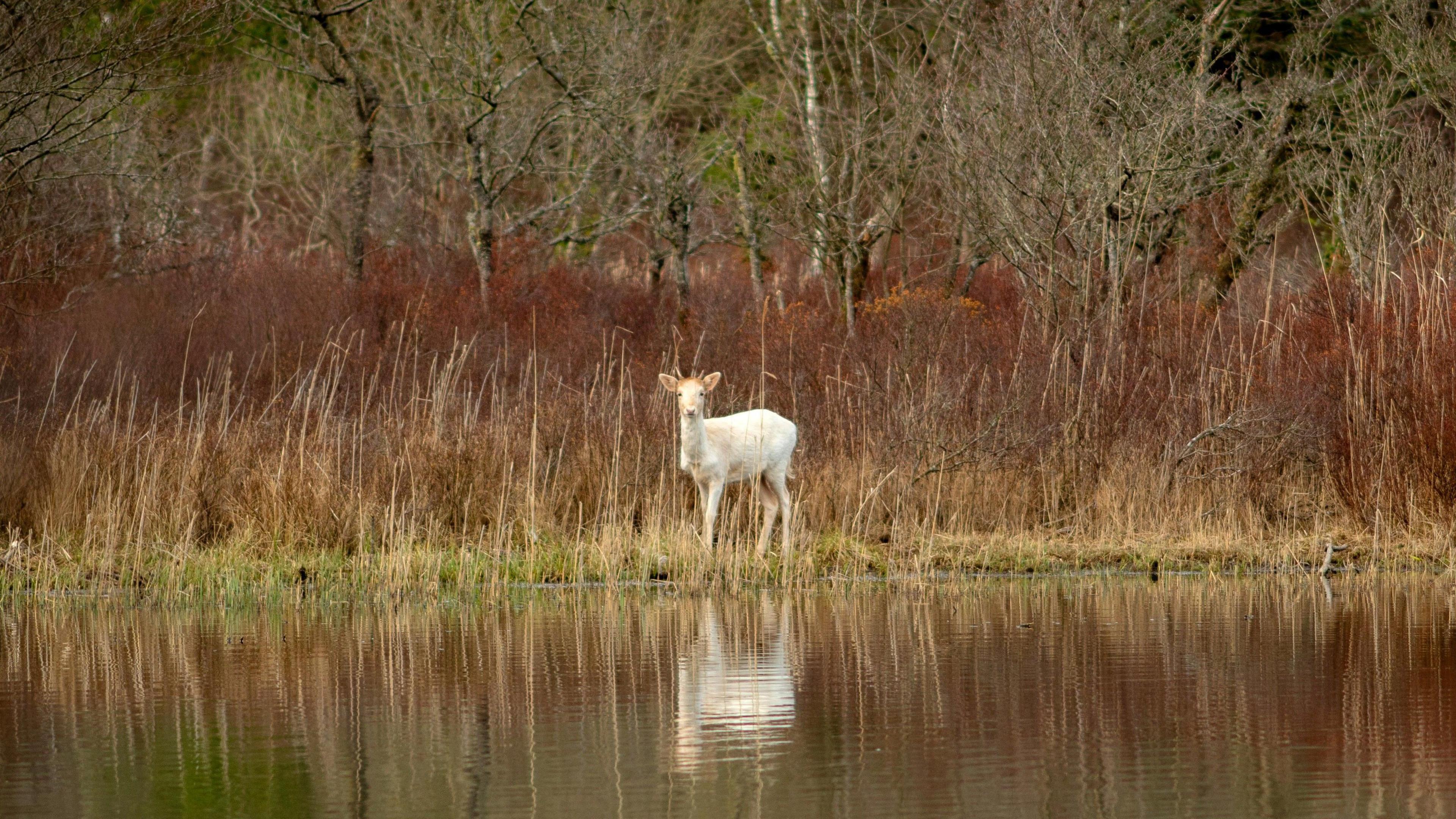 An image of a white deer standing on a grassy bank, reflected in water.