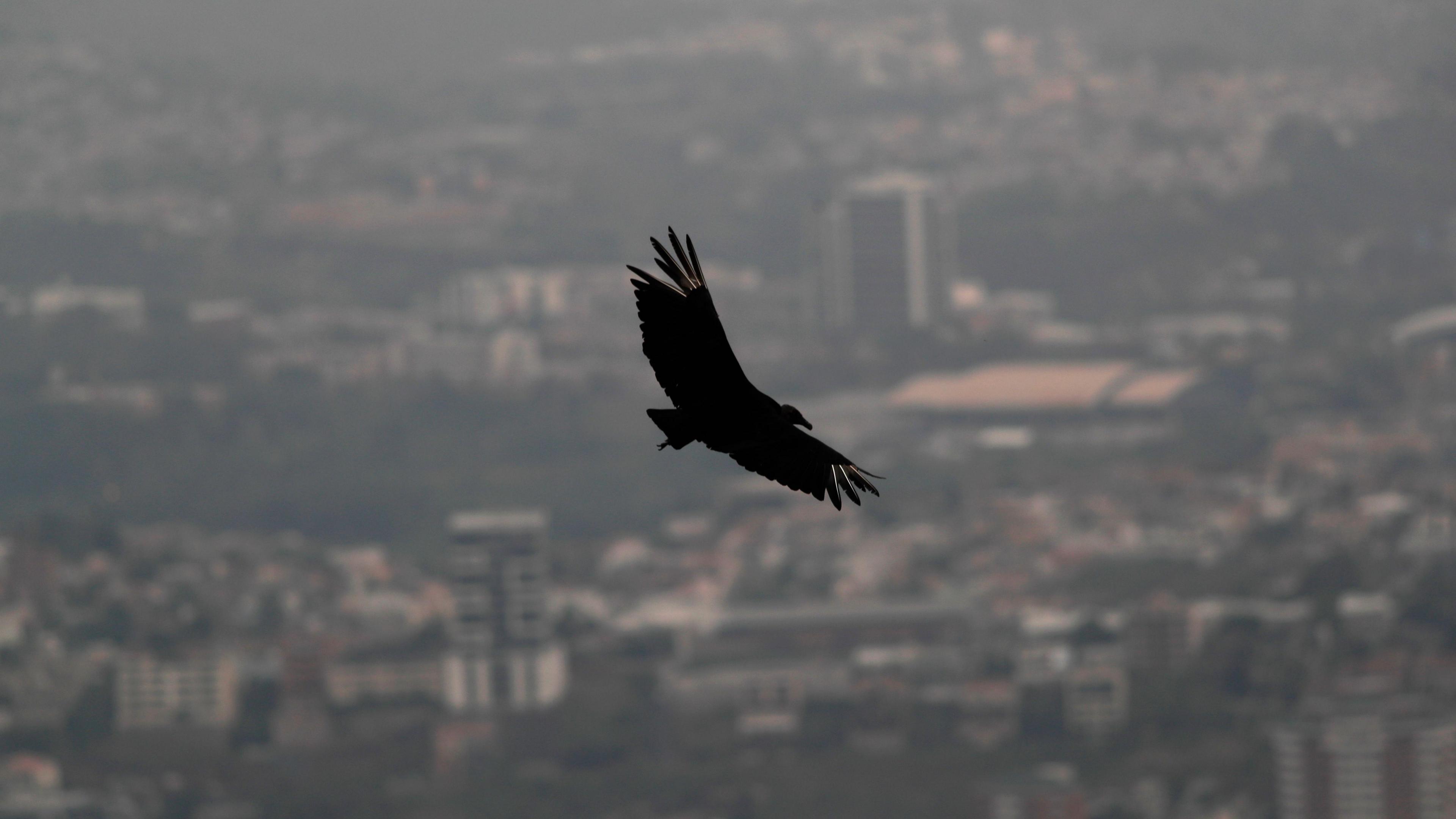 A bird flies through a layer of smoke caused by forest fires in Tegucigalpa, Honduras.