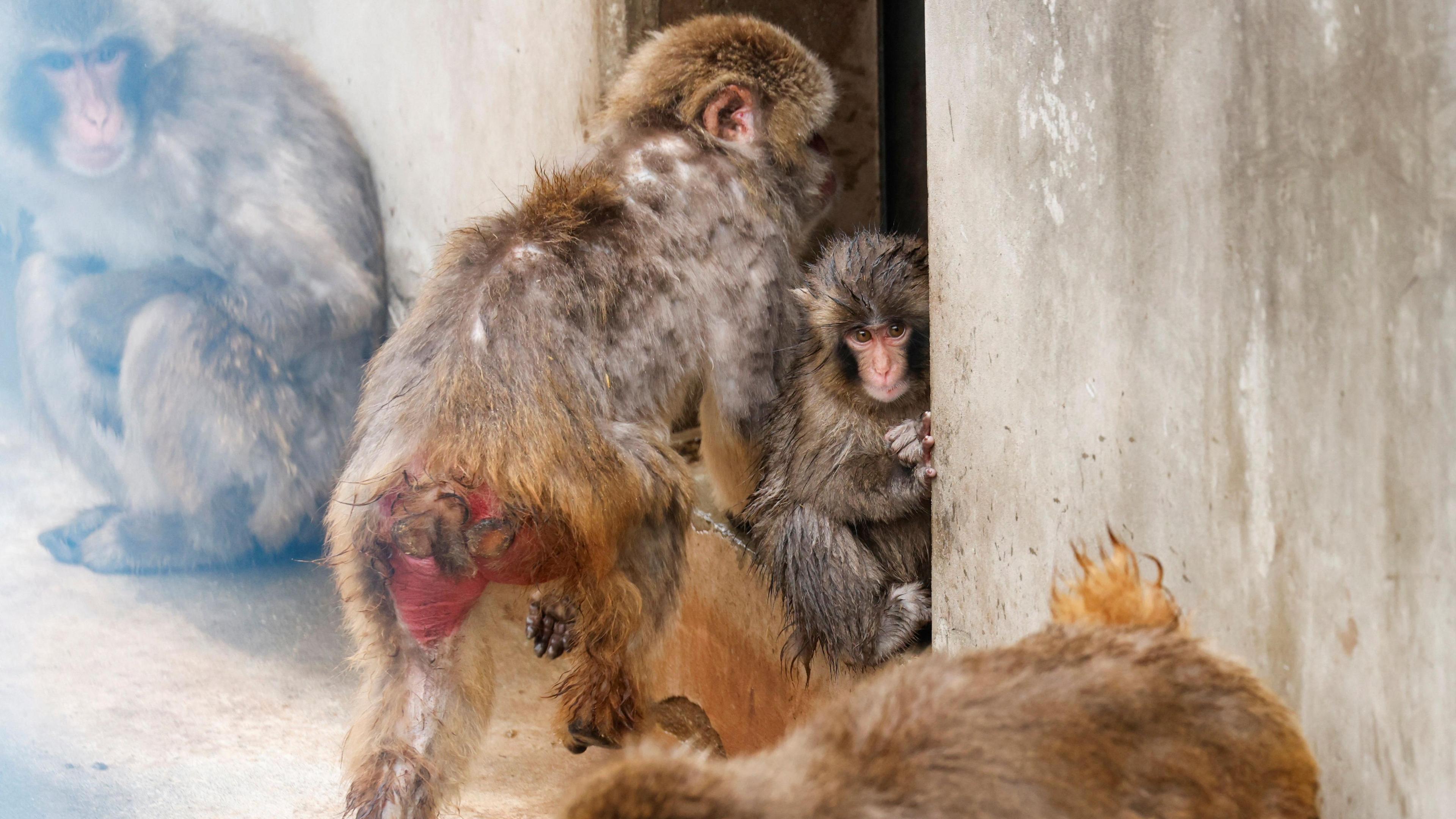 punch the Japanese macaque looking around a wall surrounded by other macaques.