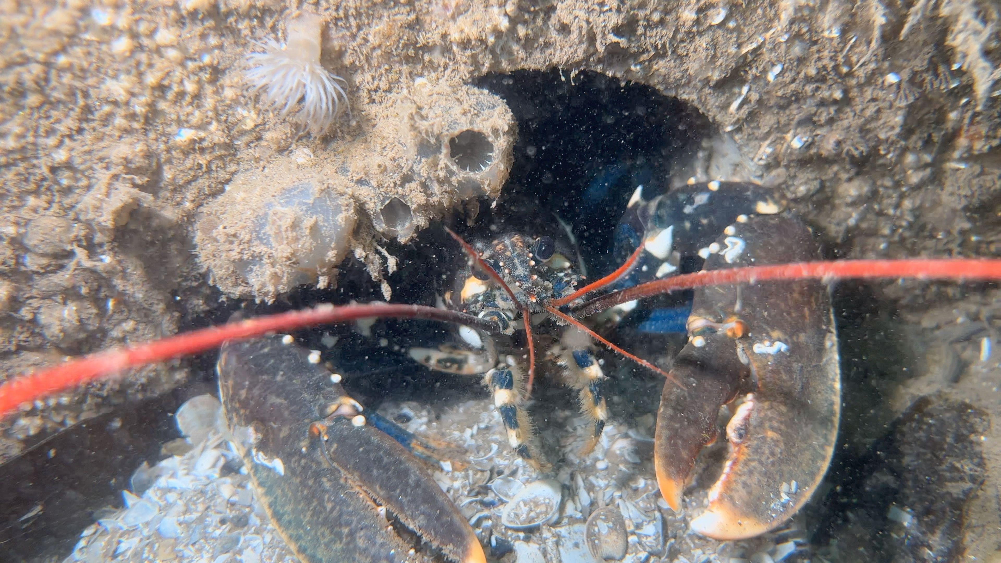 A brown lobster, with bright orange antennae, is peeking out of a hole in a grey cube underwater