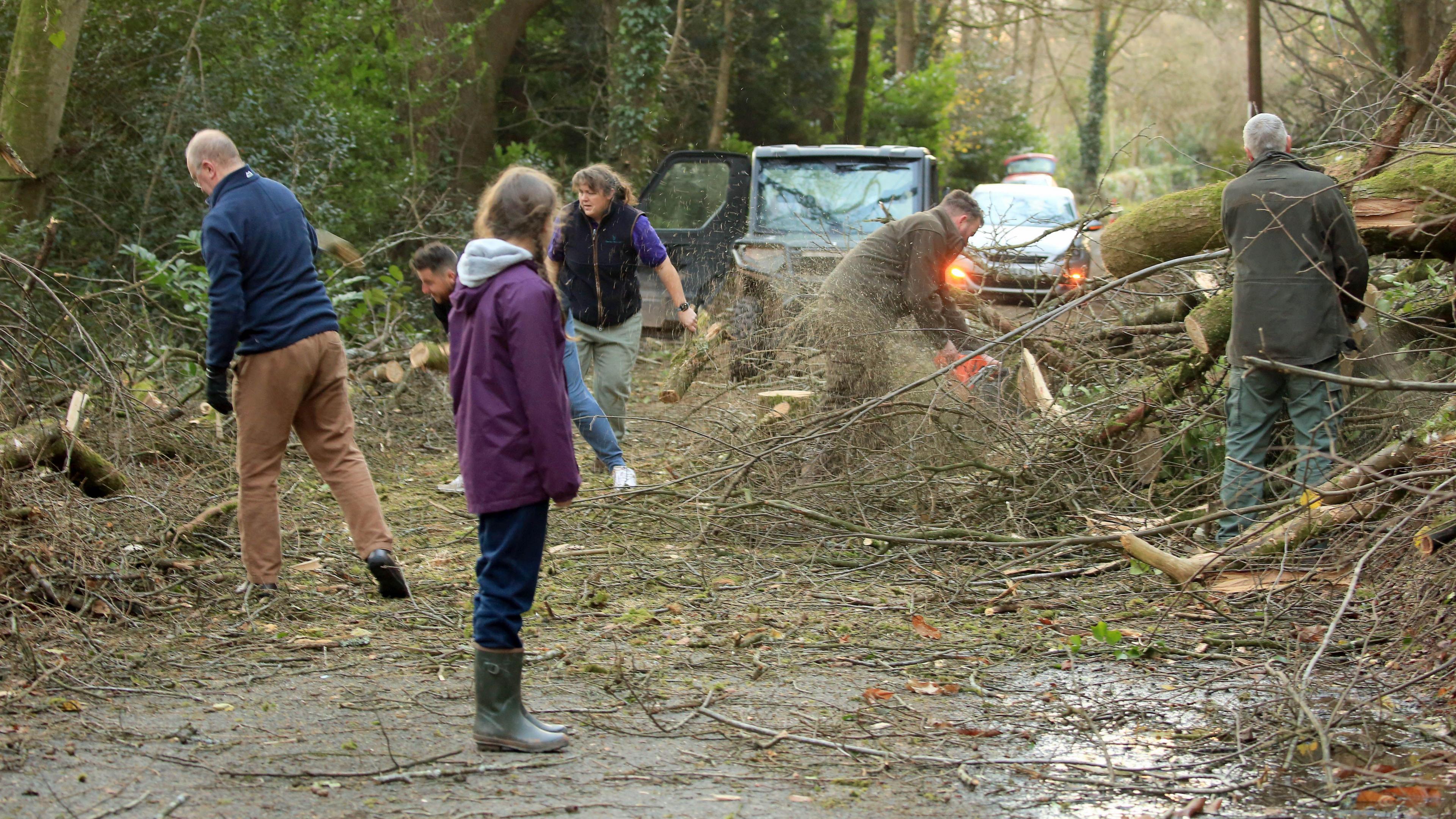 People working to clear fallen trees on a country road