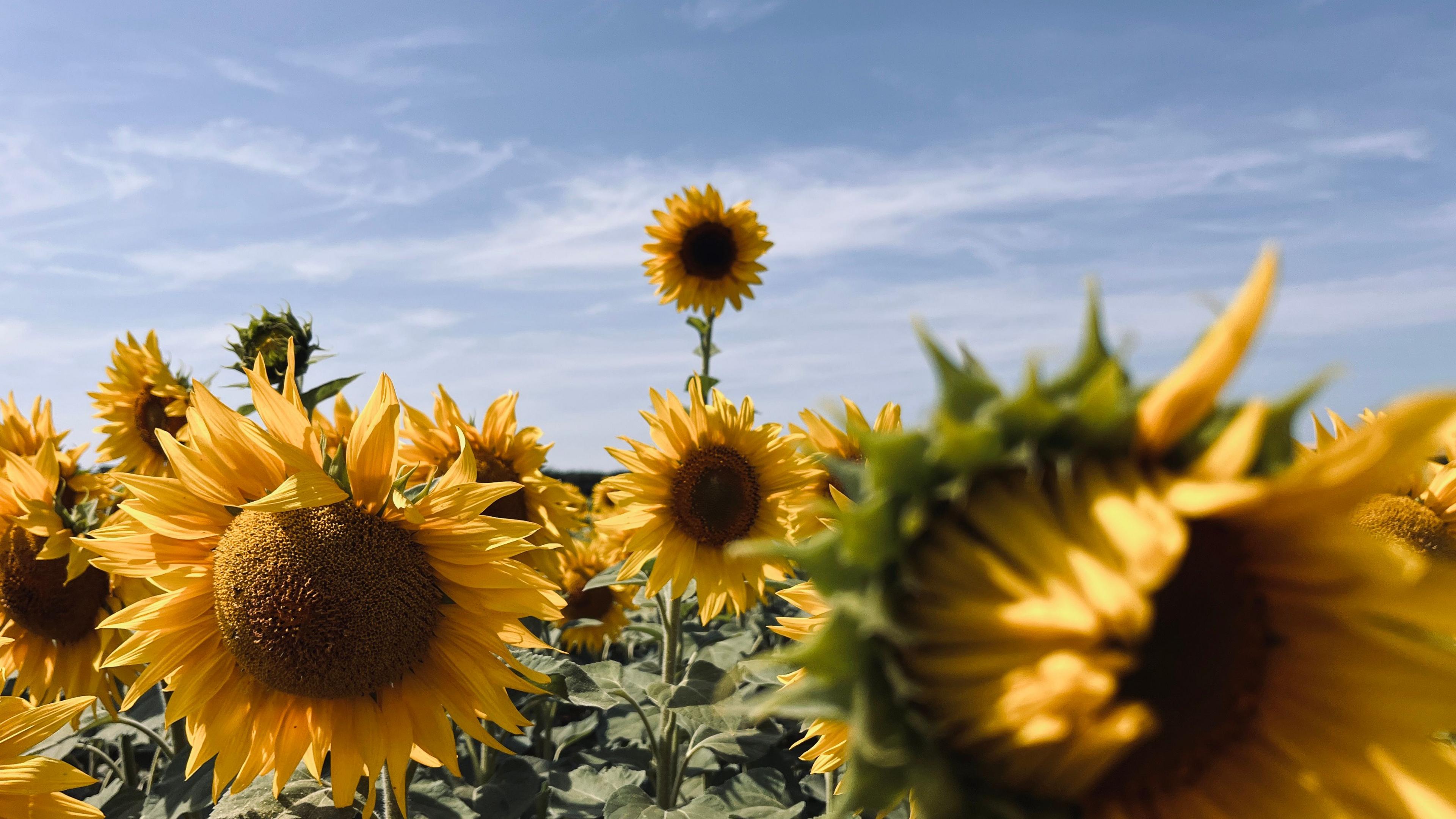One particular sunflower towers over the rest of the field.