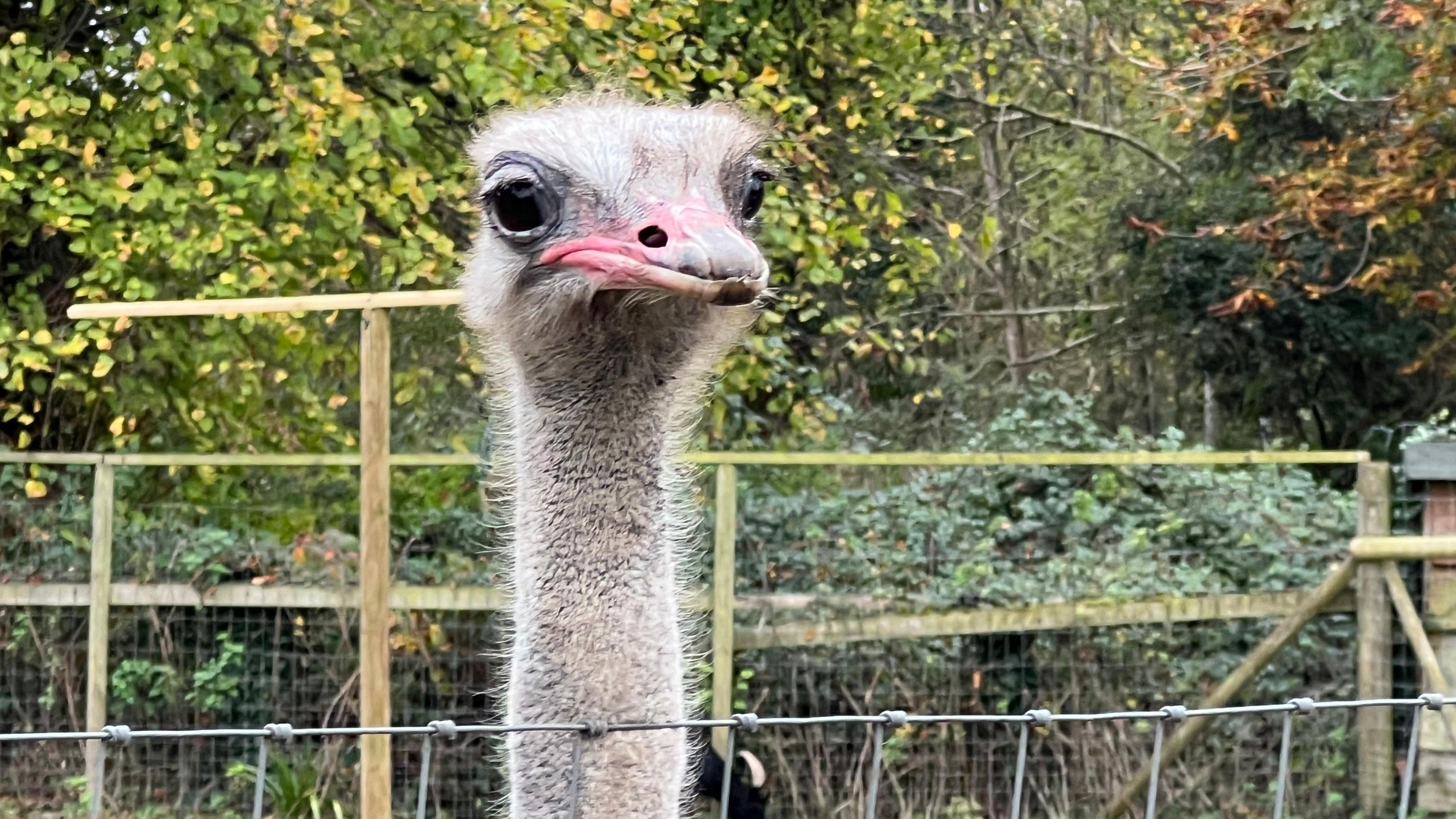 A ostrich seen poking its head over a fence at Bristol Zoo Project. 