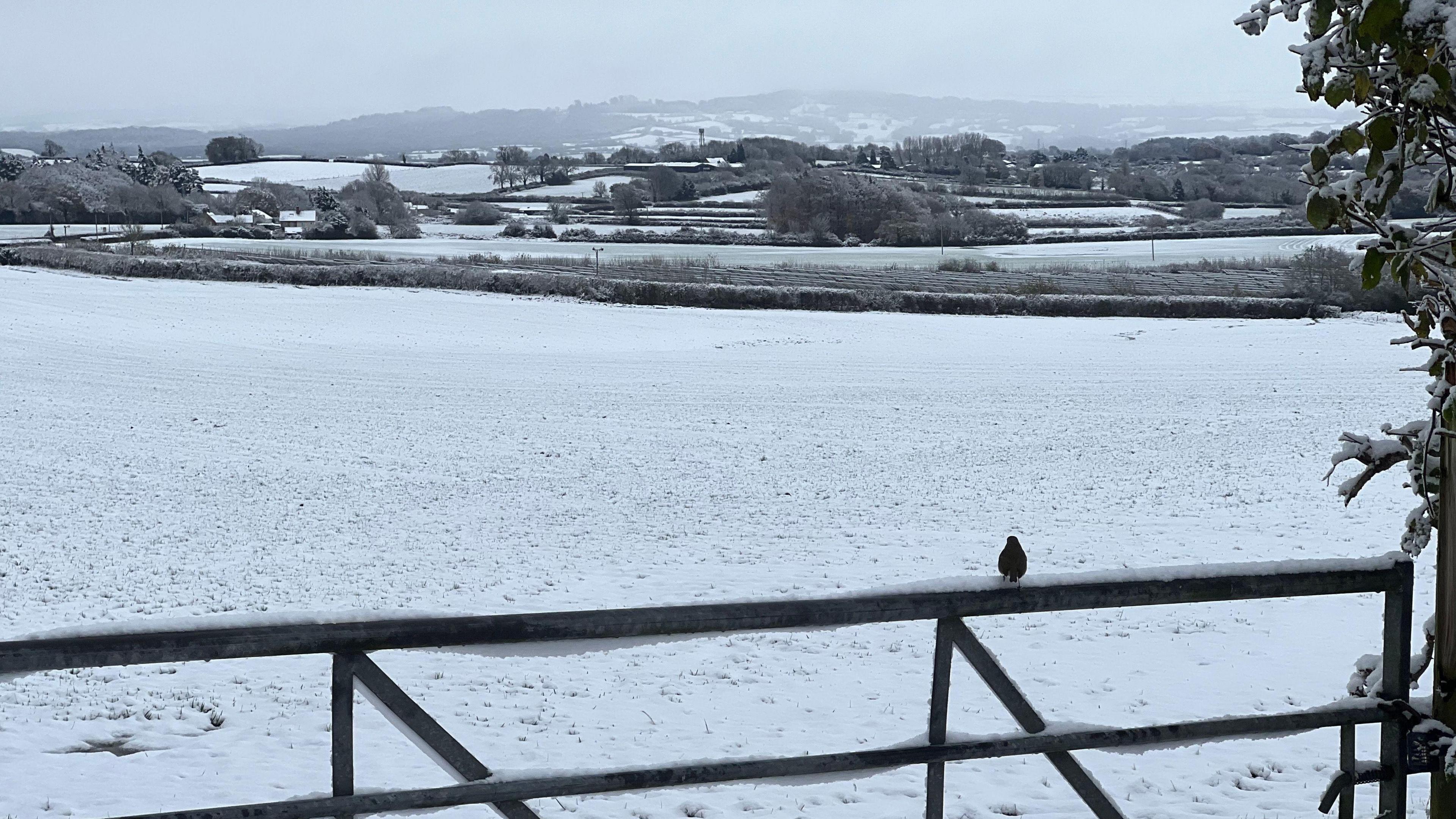 A bird is sitting on top of a gate. Behind it is a snow-covered field and snowy hills in the distance.