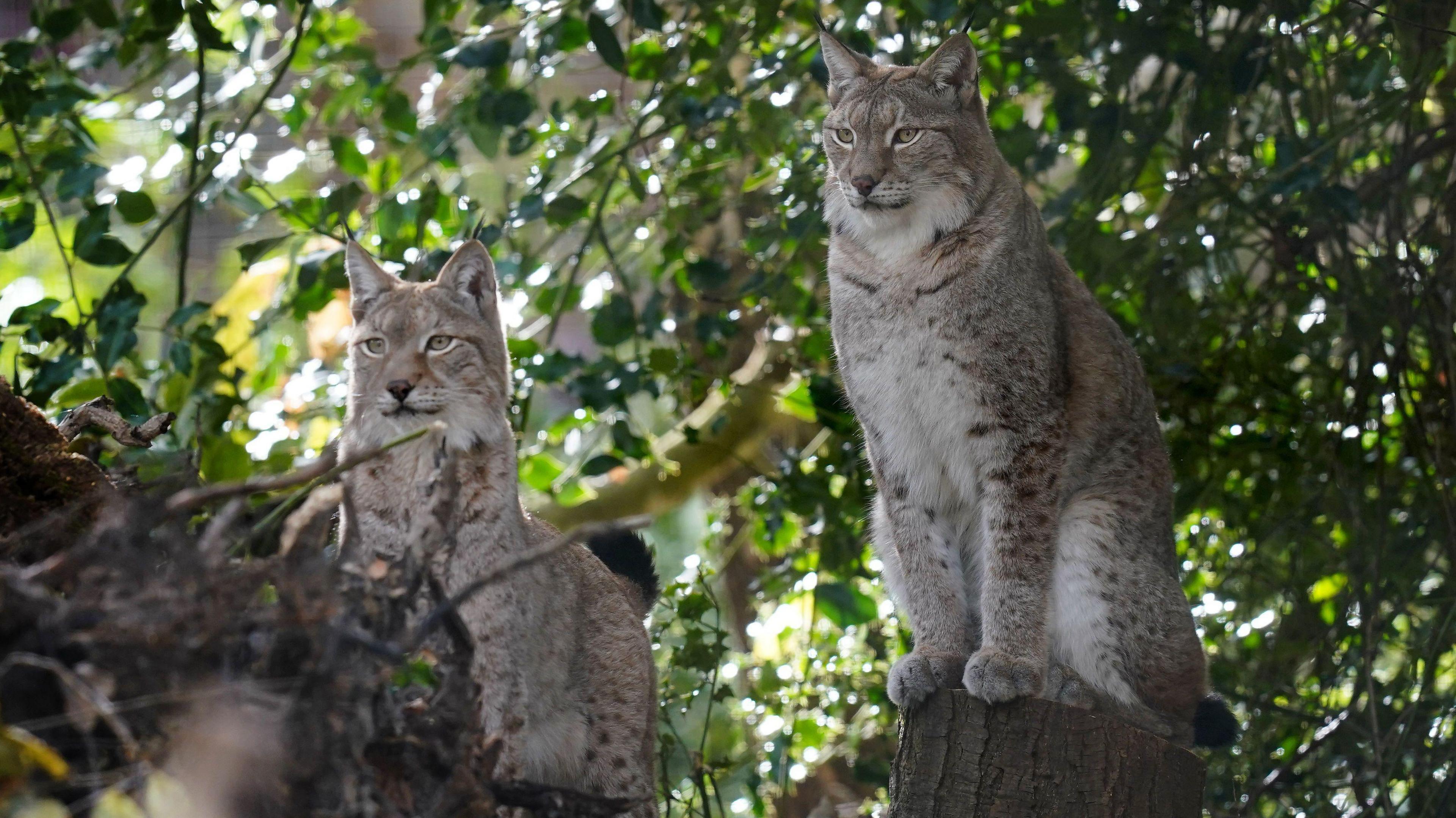 Two lynx sit on tree stumps surrounded by green leaves