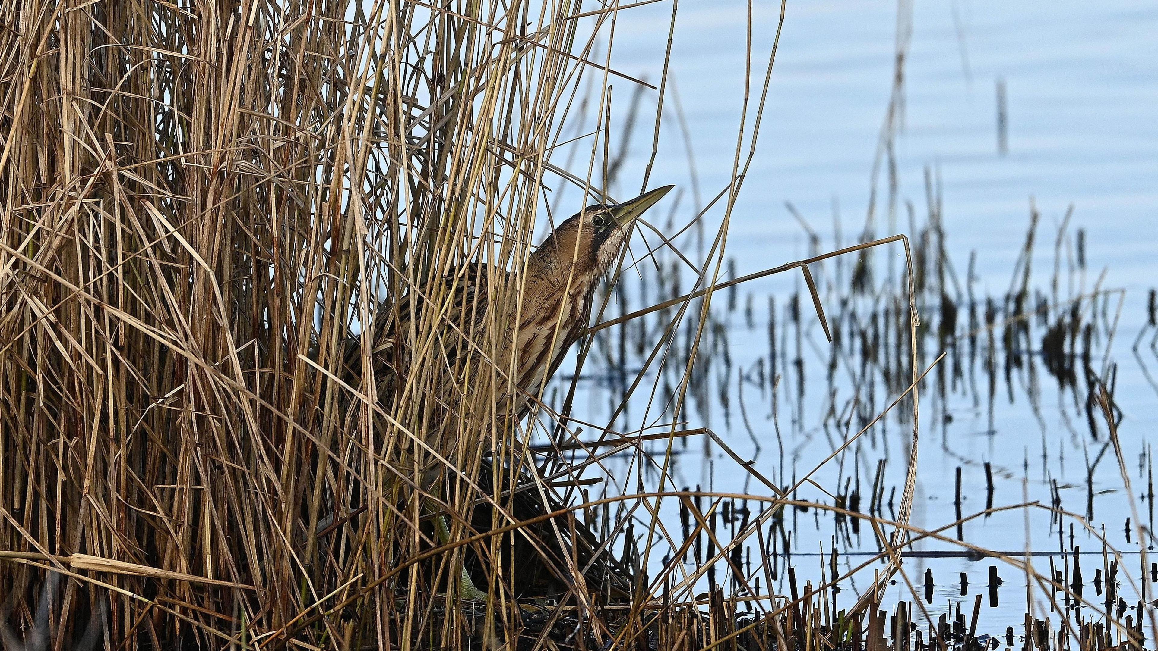 A bittern peeps out from a bed of yellow reeds with a lake in front of it. 