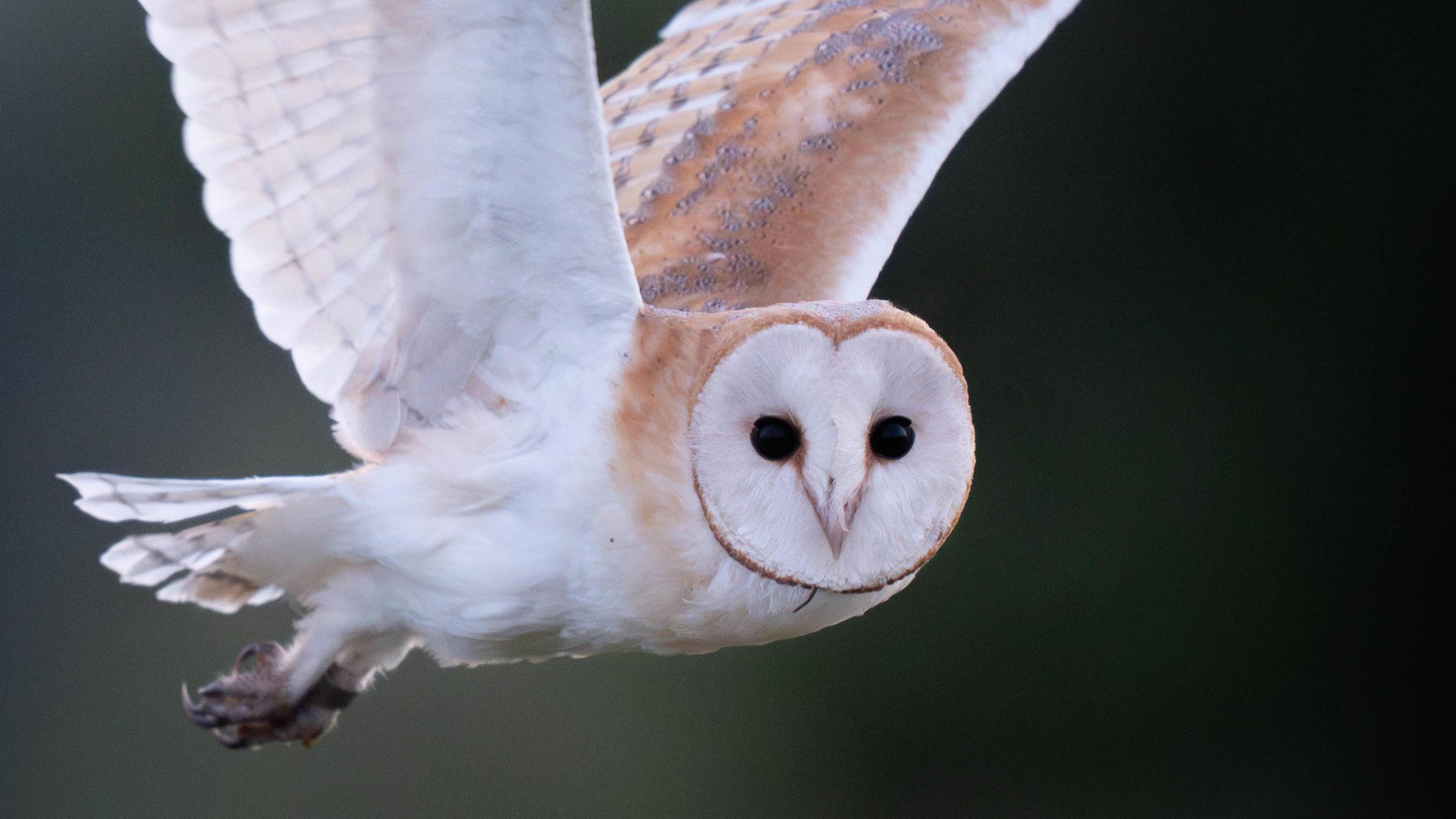 A white and light brown barn owl flying through the air. It is looking direct at the camera with black eyes. 