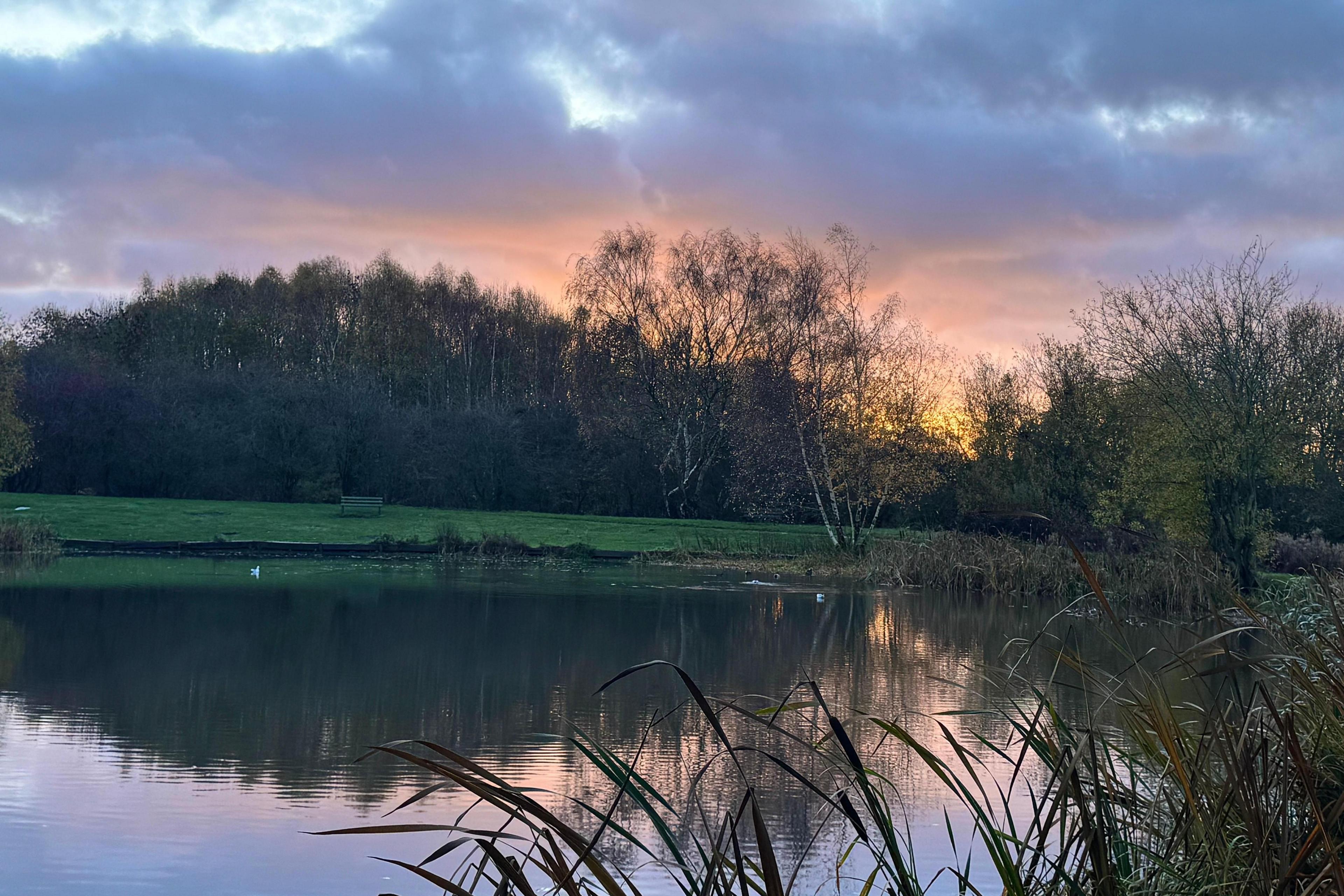 The Sun sets behind dome trees in Netherton. A narrow field stands in front of the trees, reaching to a large pool of water in the foreground.