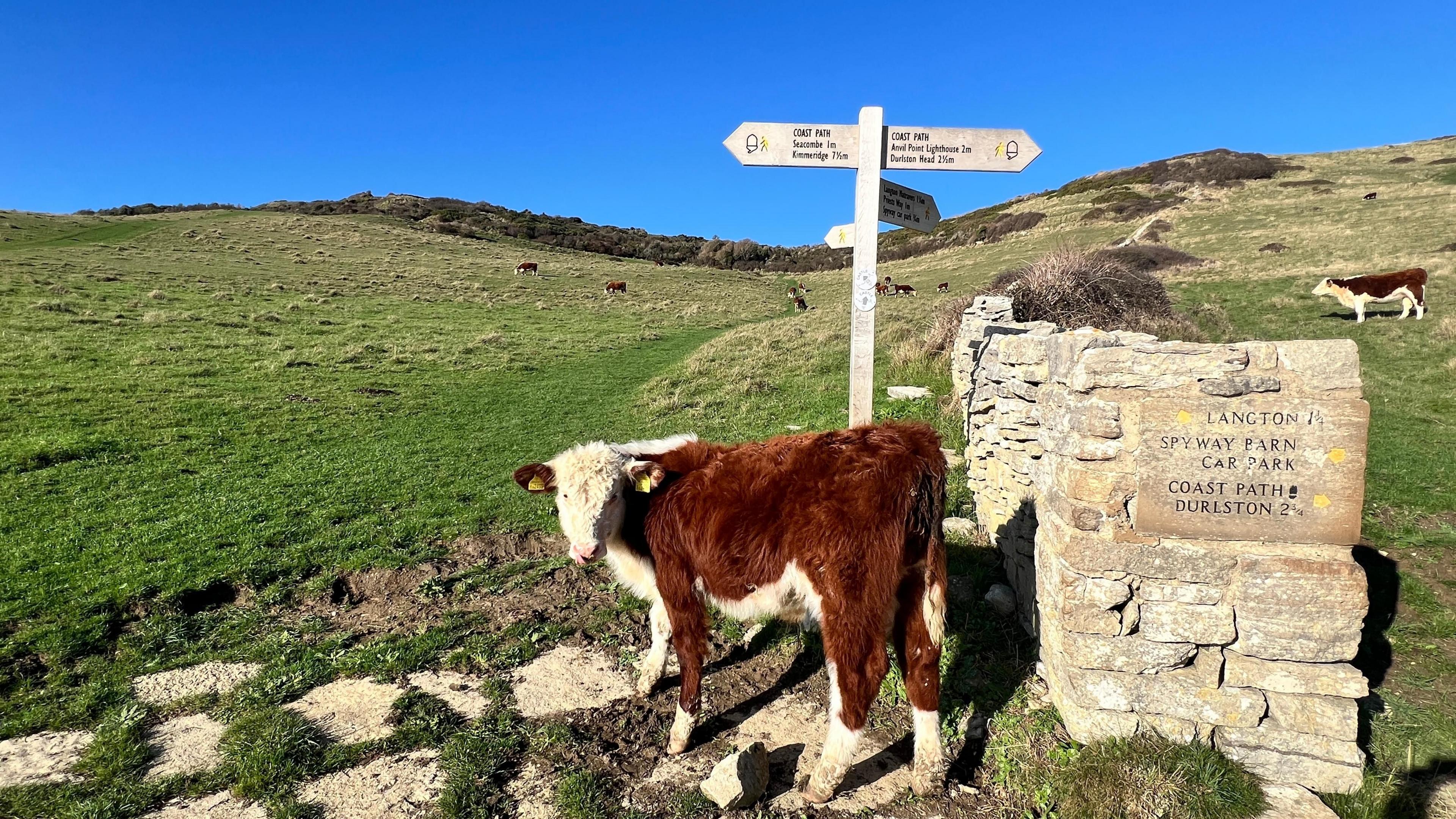 A brown and white cow is looking at the camera. A stone wall is behind it, a rocky path beneath, and sign posts pointing the way to the coast path. Sloping green fields are in the distance.