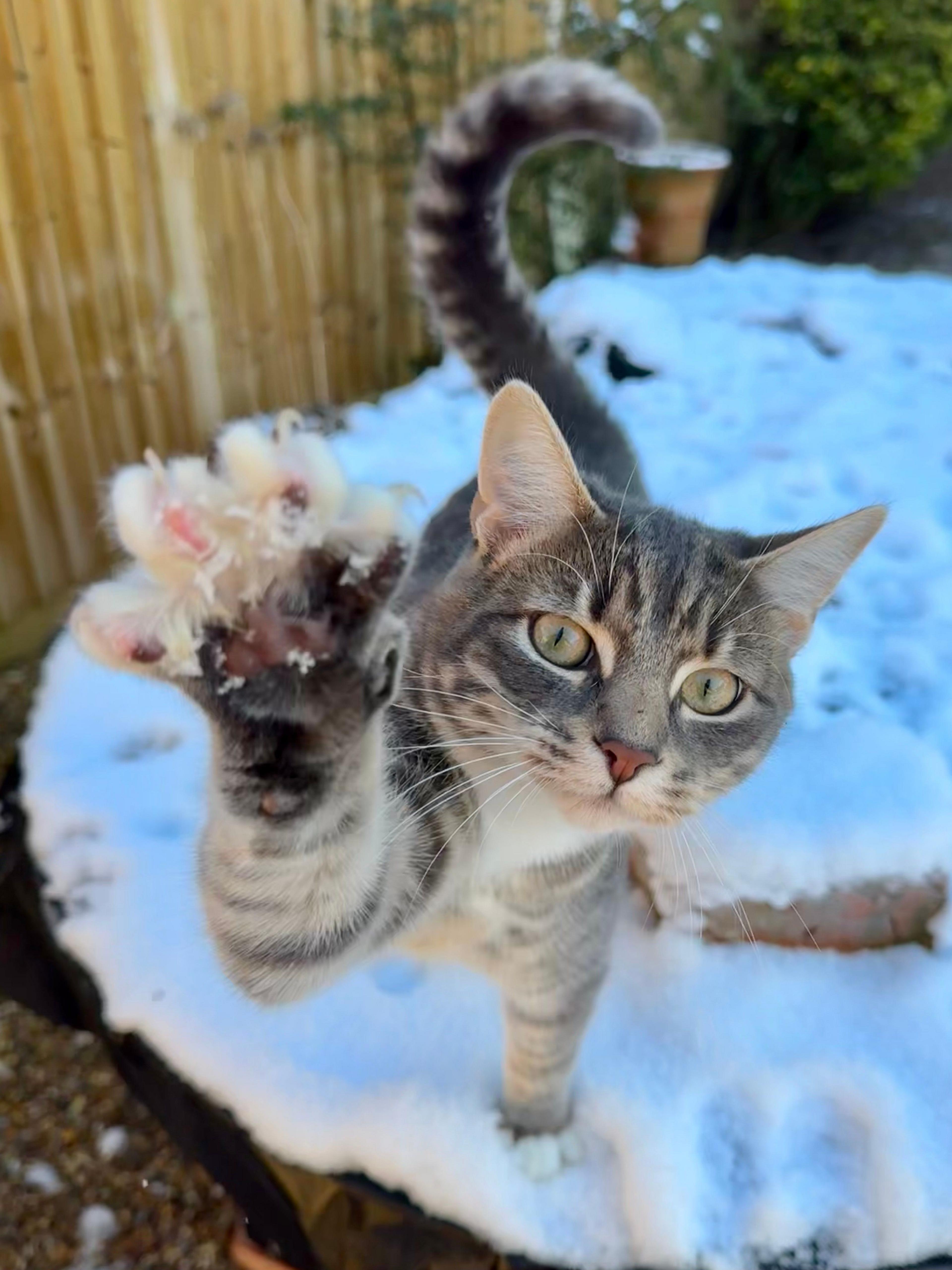 A tabby cat paws at the camera. It is looking directly at the camera while standing on a snow-covered table in a garden. There is a fence, some shrubbery and a flower pot behind the cat.