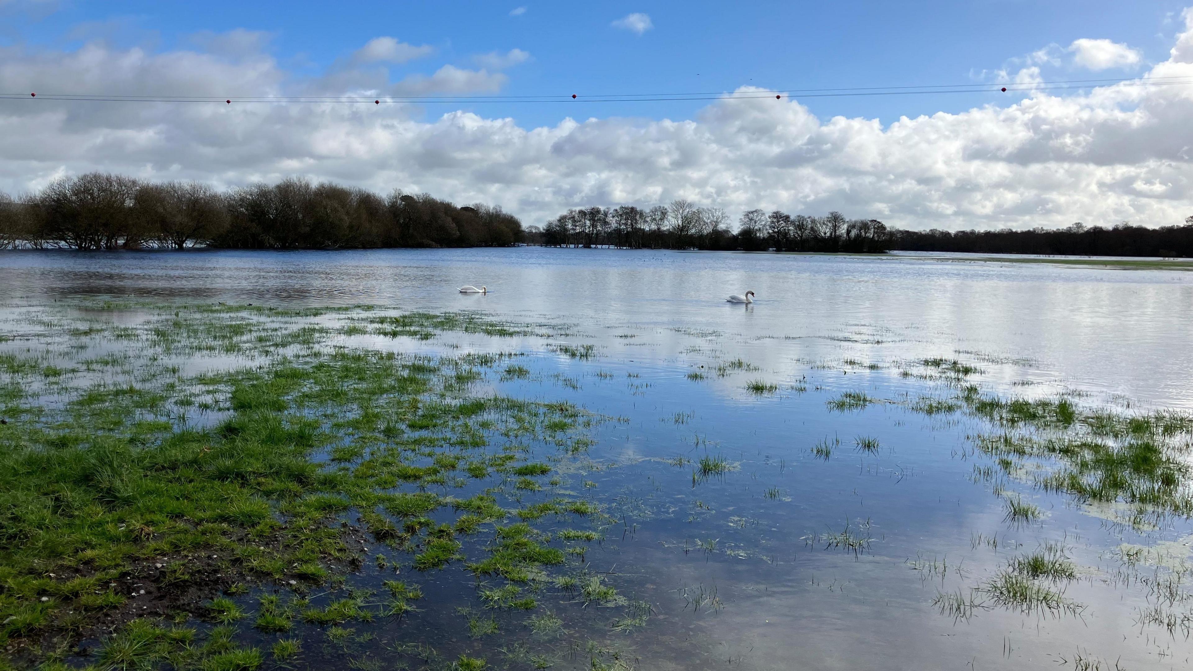 Swans swimming across the flooded Somerset Levels