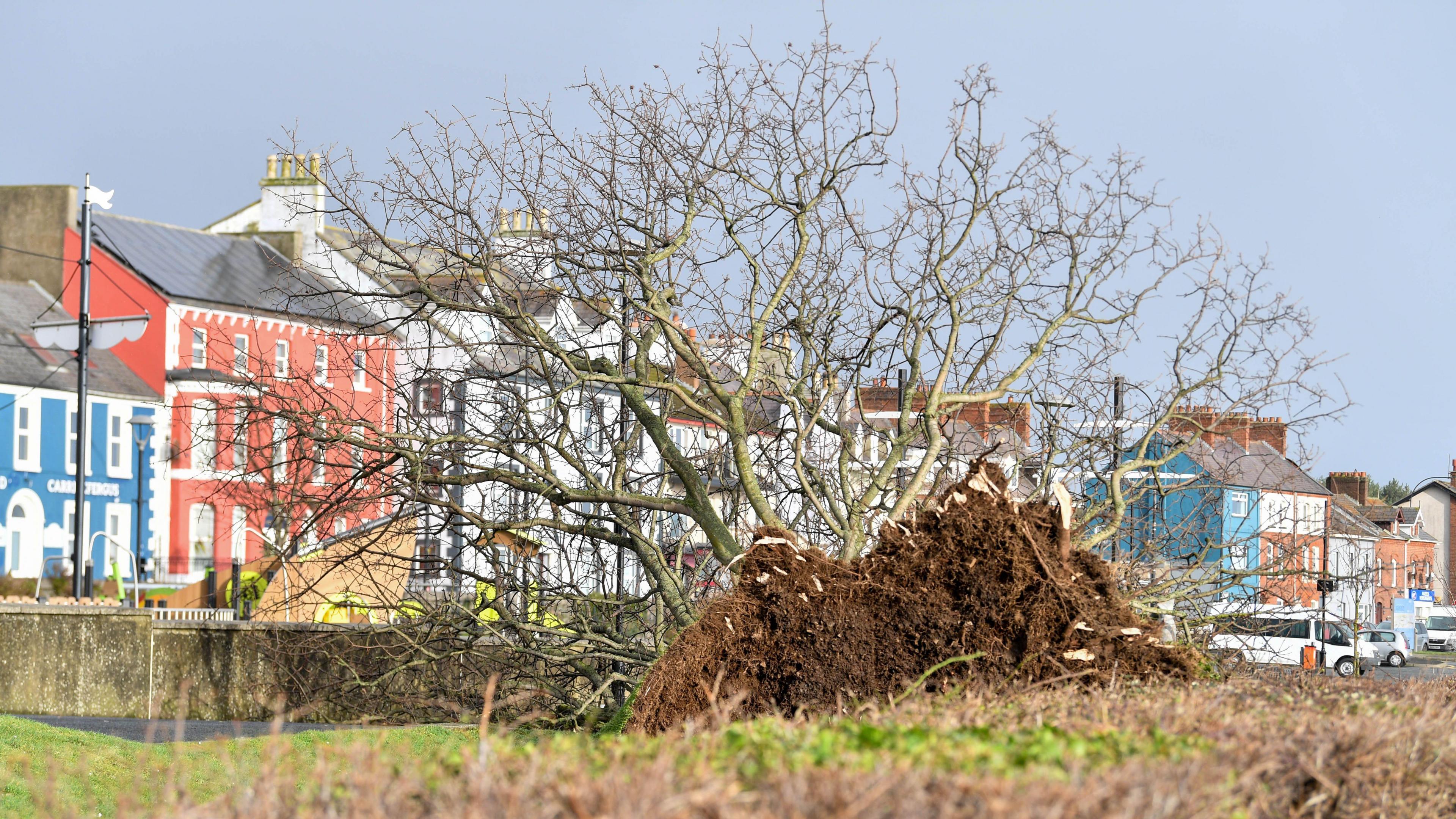 A large tree has falled on a grassy area in front of a row of coloured houses.