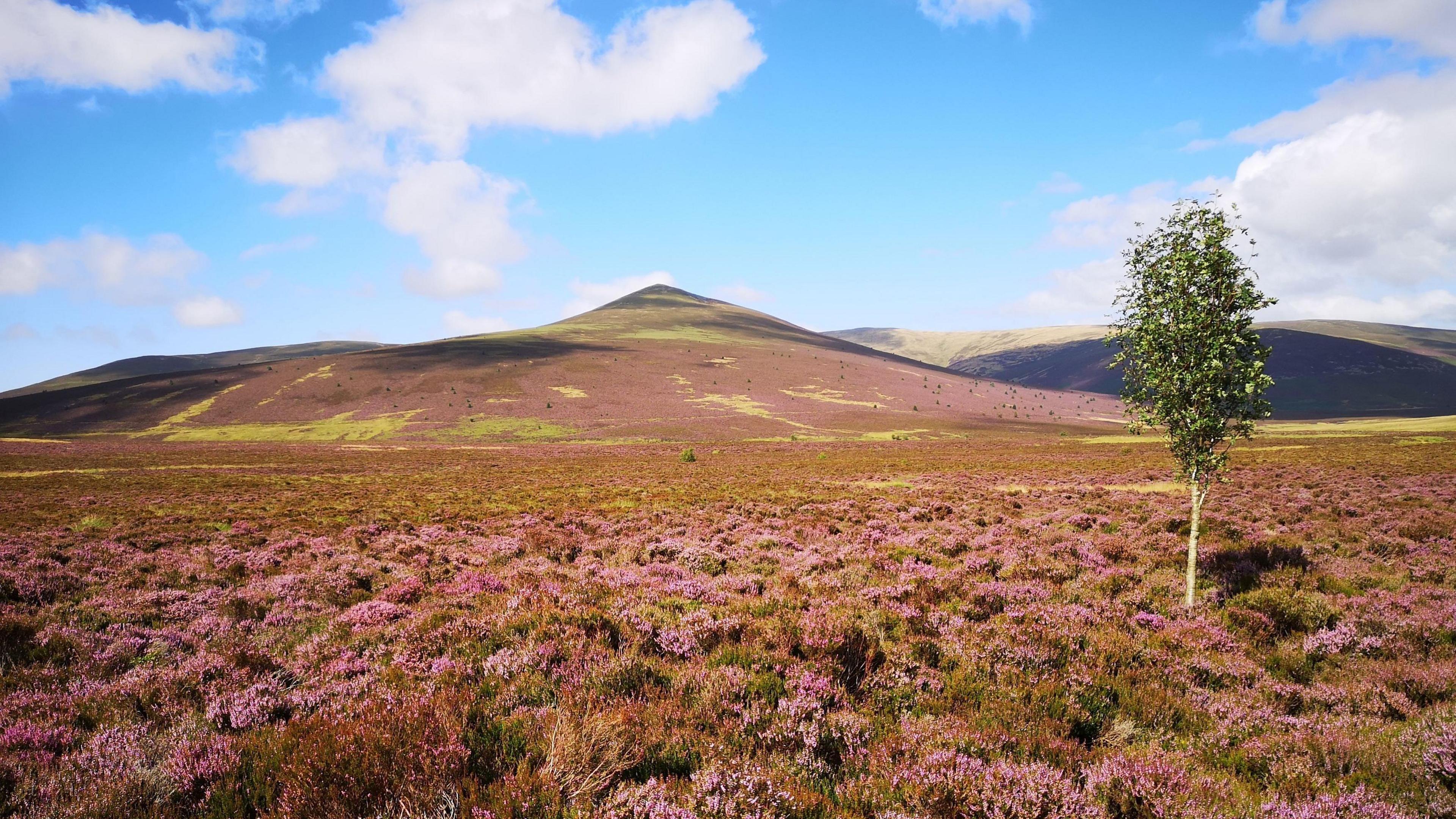 Skiddaw Forest, including the summit of Skiddaw with purple heather