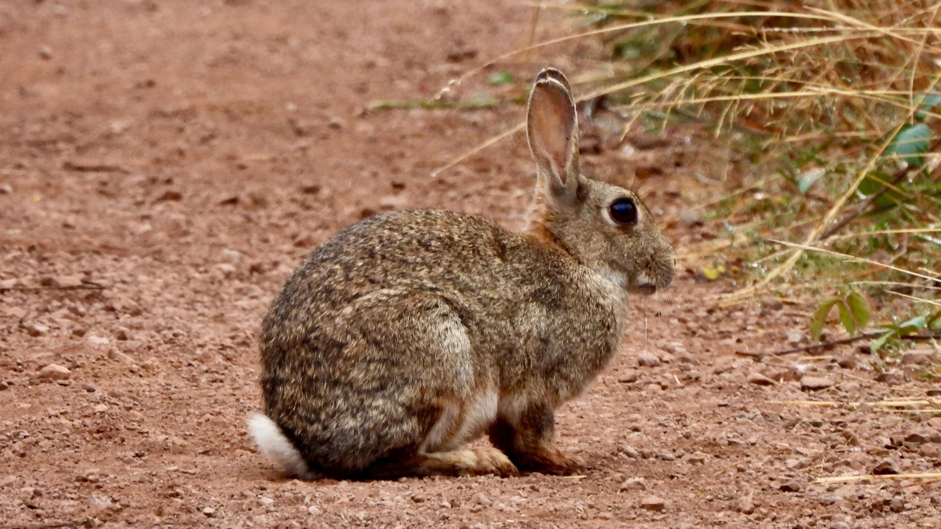 A young rabbit, with brown coat and white bob-tail rests on a dry patch of ground with grasses in the background