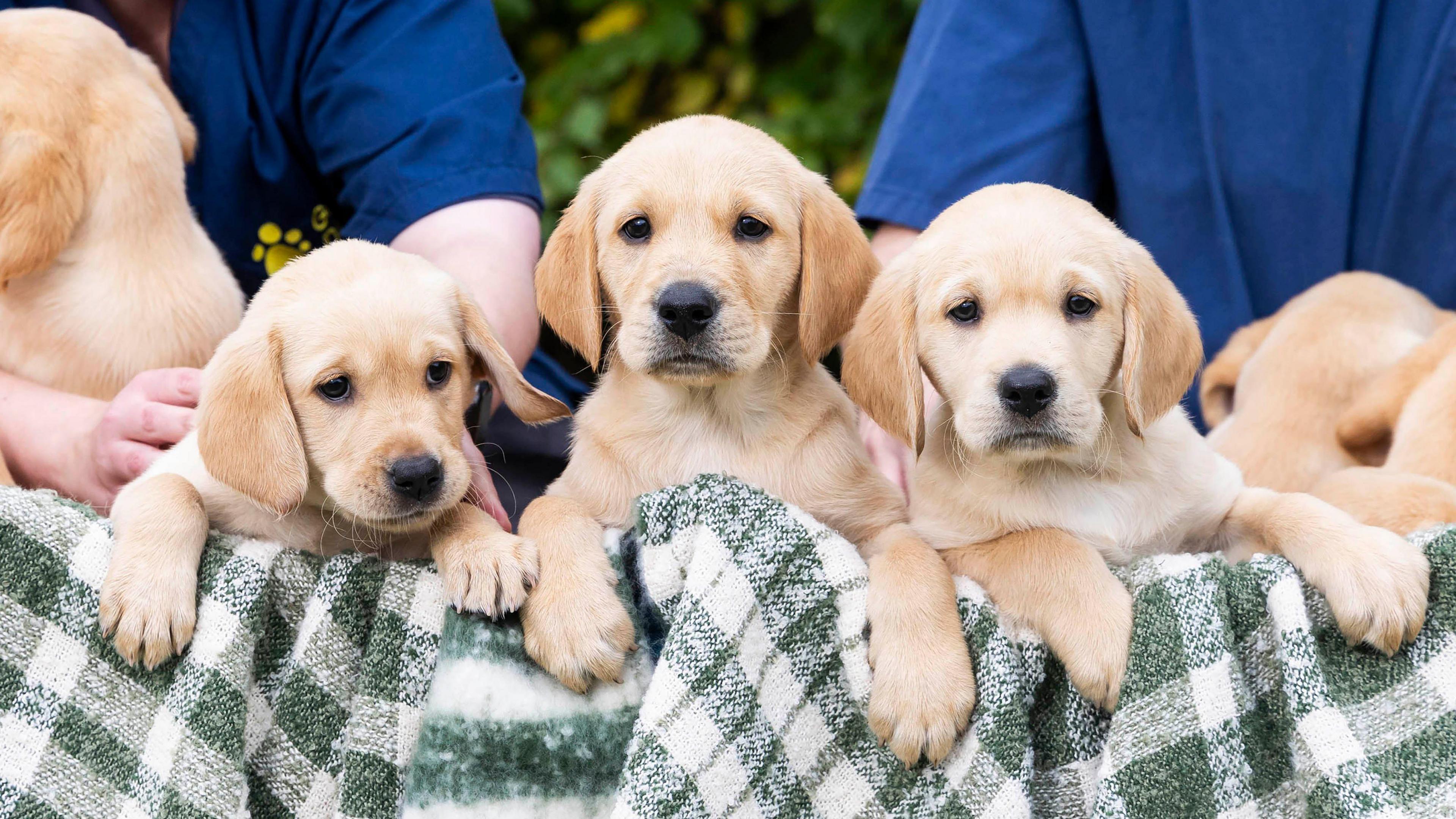 3 golden puppies are staring at the camera, popping out a basket covered in a green checked rug.