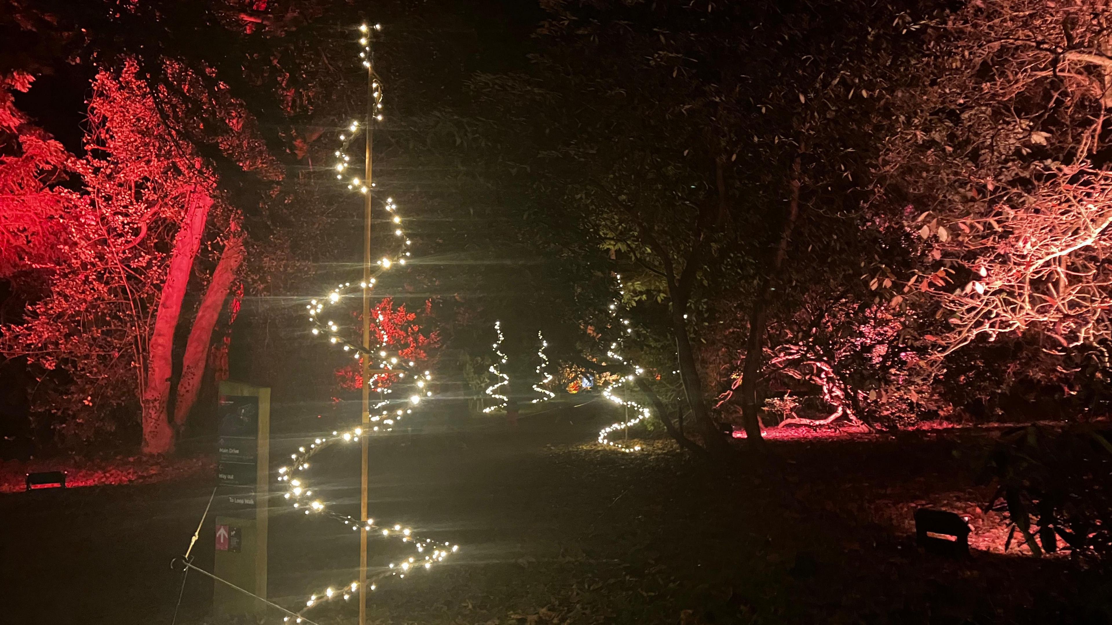 LED lights wrapped around a pole to look like a Christmas tree along a trail at Westonbirt Arboretum. On either side, there are trees lit up with orange and red lights.