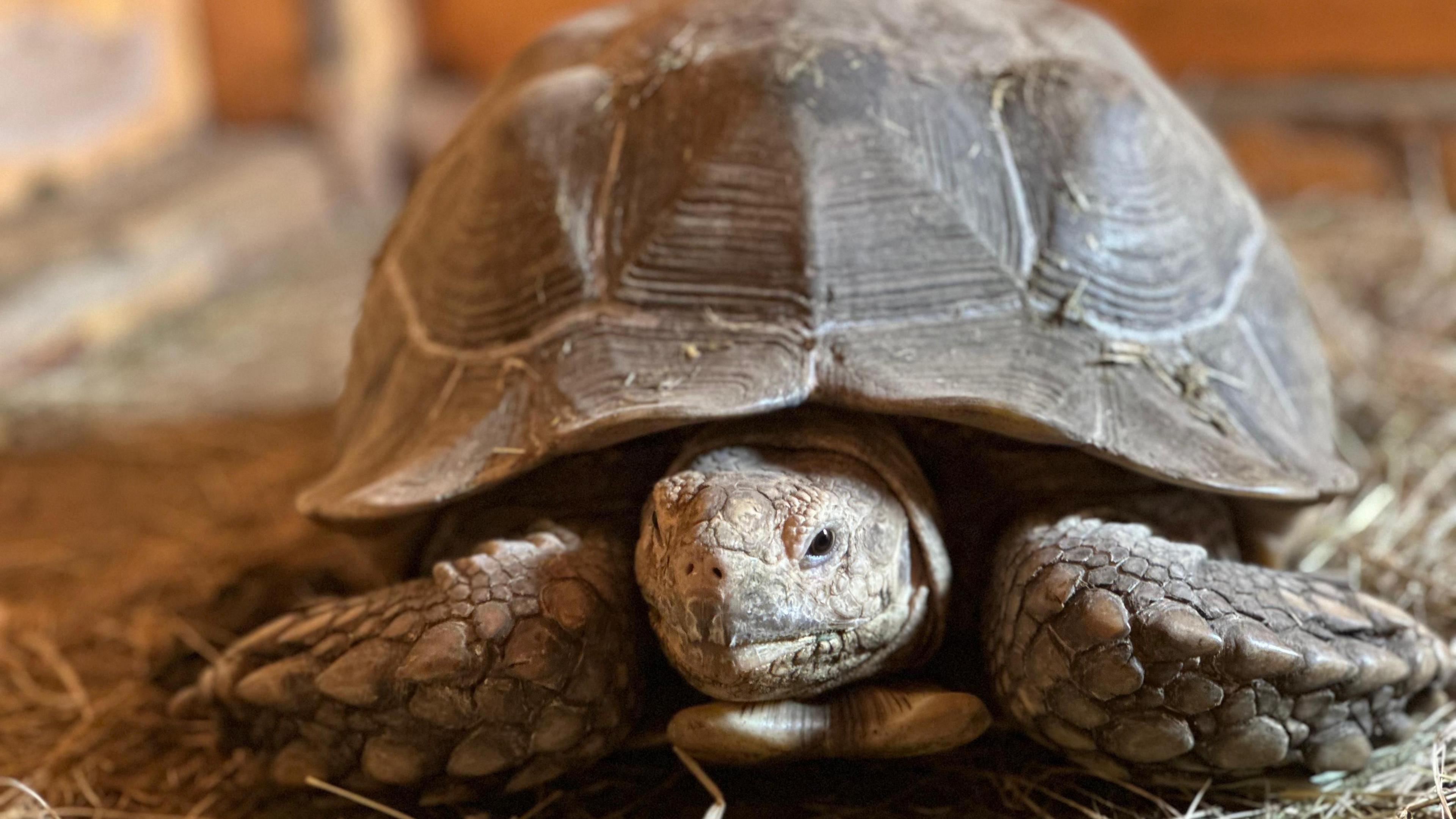 A sulcata tortoise stands on a bed of straw.