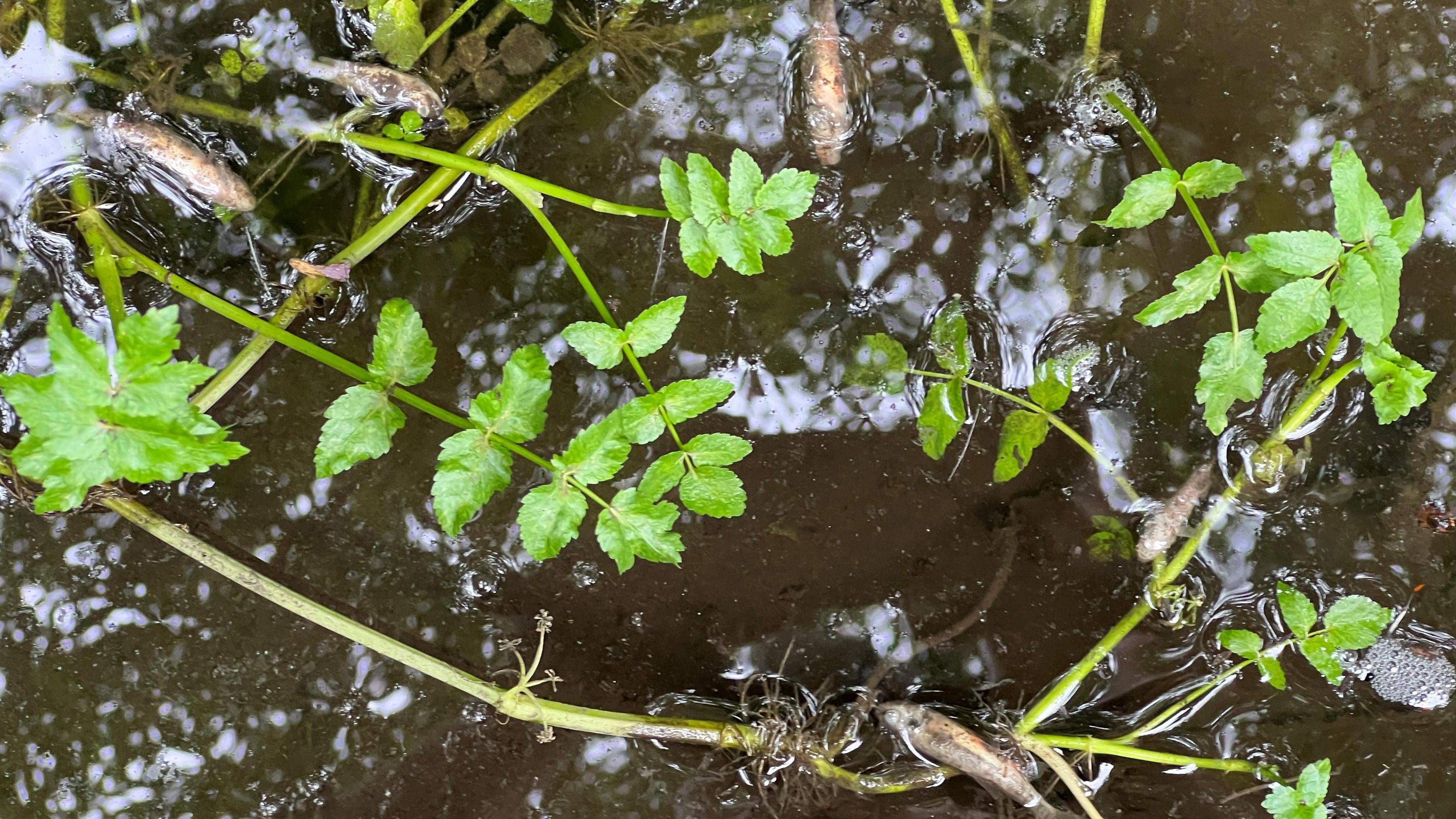 A close-up of dead fish in the water among some greenery.