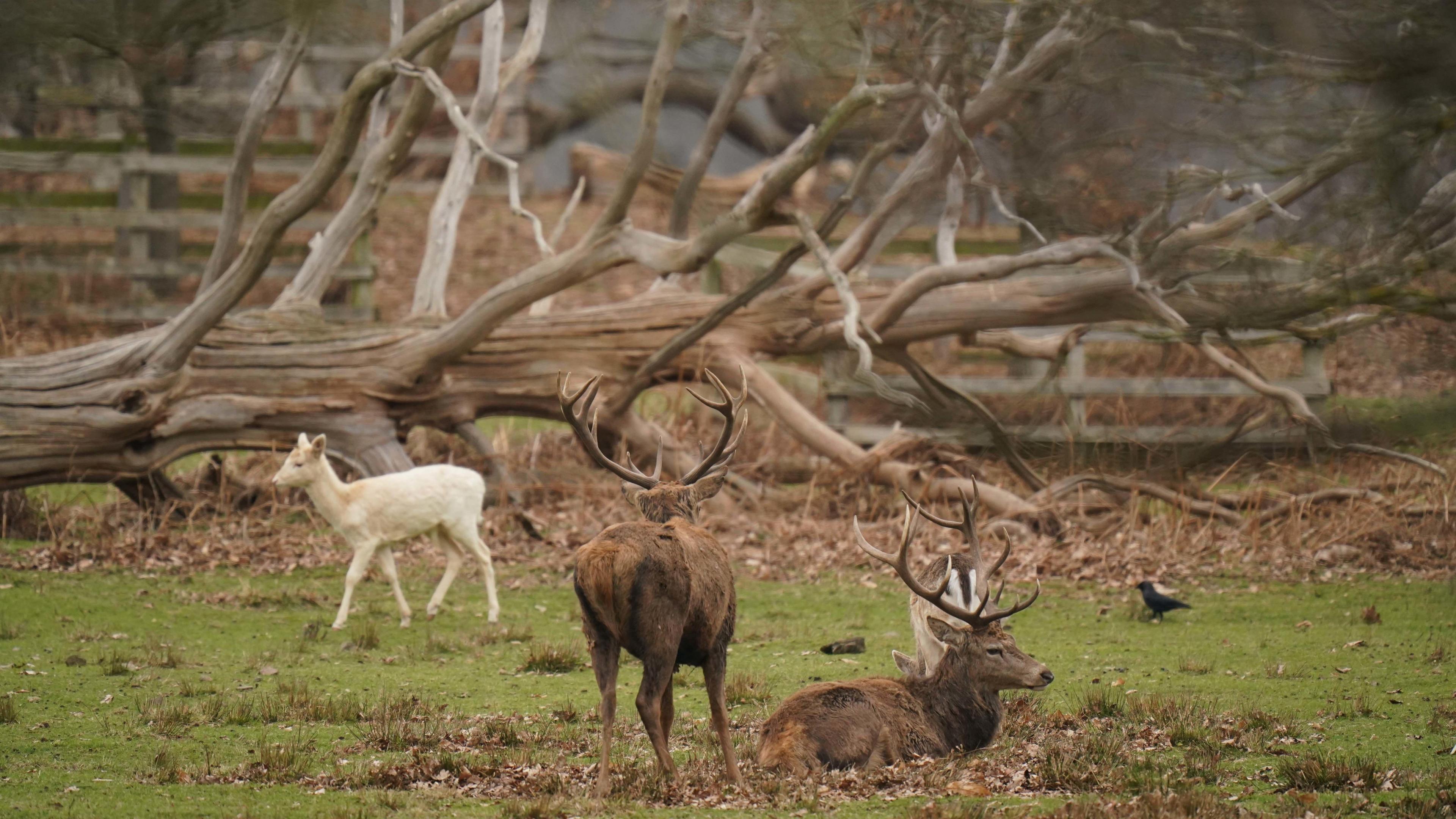 Deer near a large fallen tree