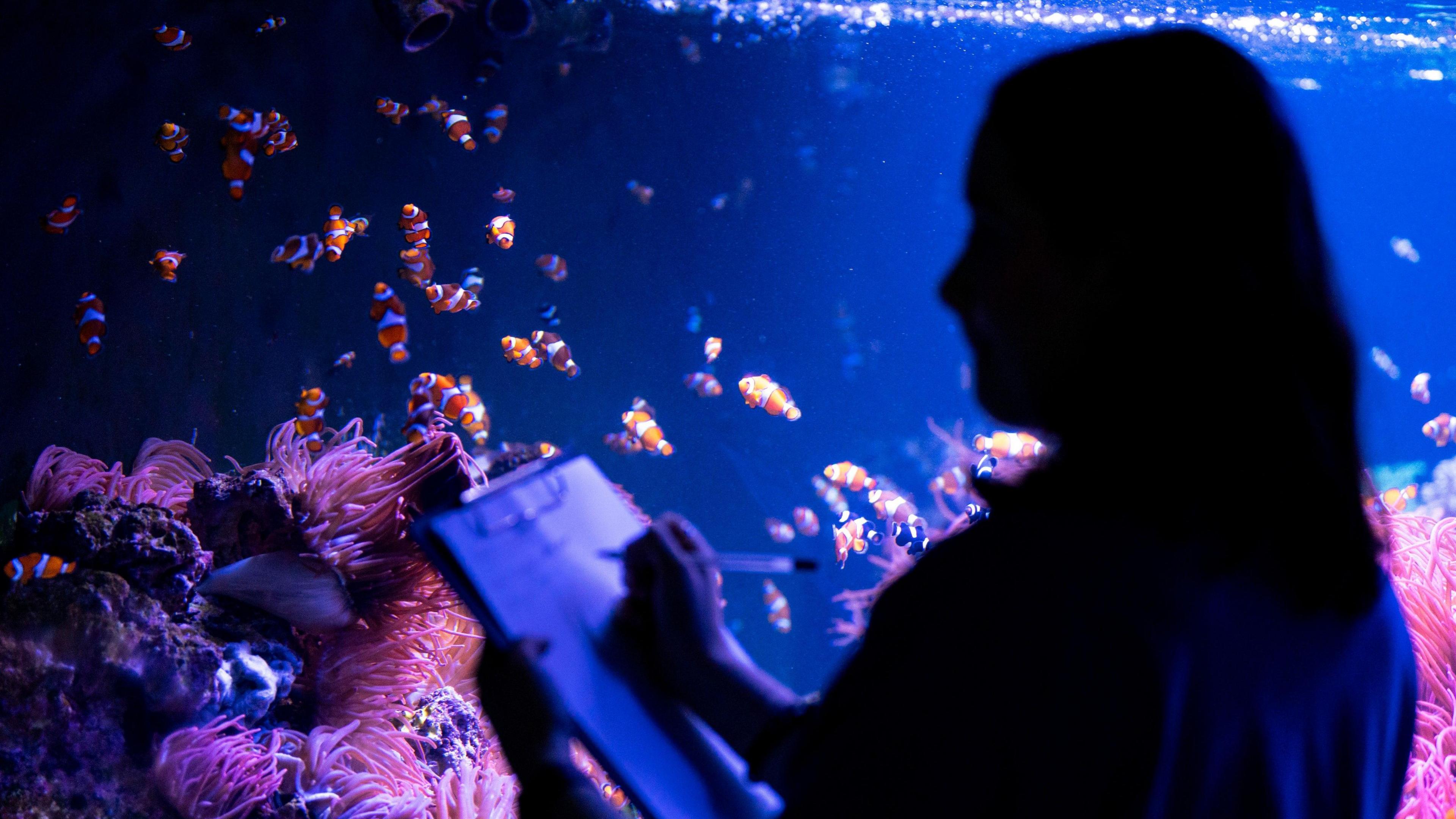 A silhouette of a person holding a clipboard and a pen in front of the clown fish tank.