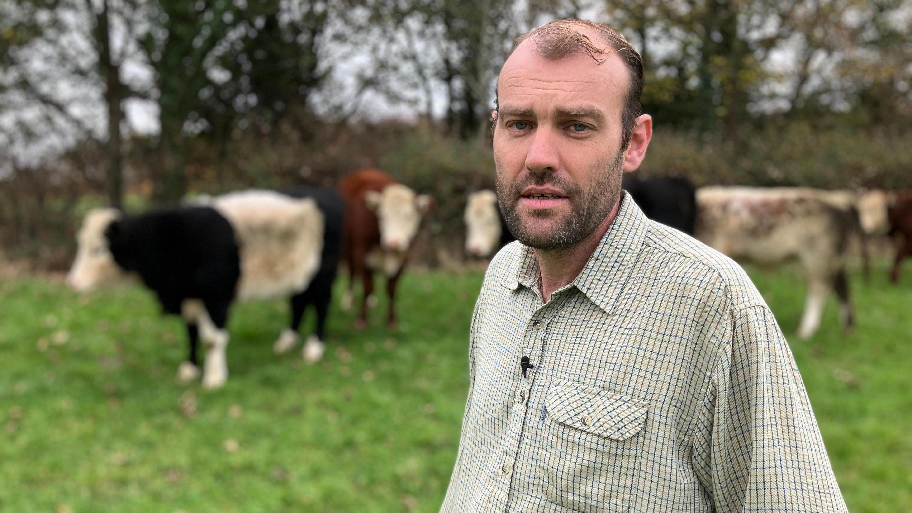 A farmer with his herd of cattle