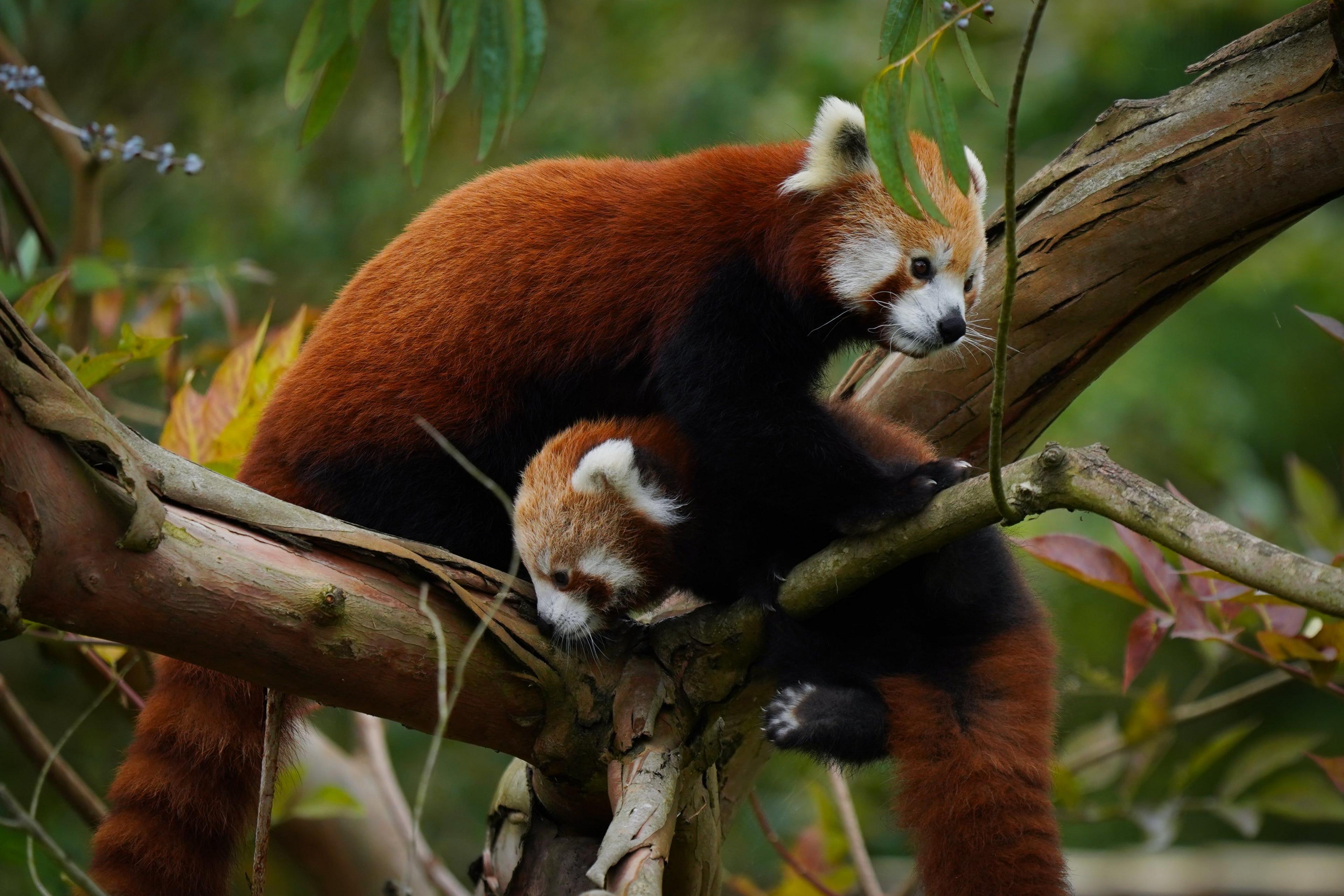 A red panda cub hangs from a branch, with her mum watching over her. They are surrounded by autumnal foliage.