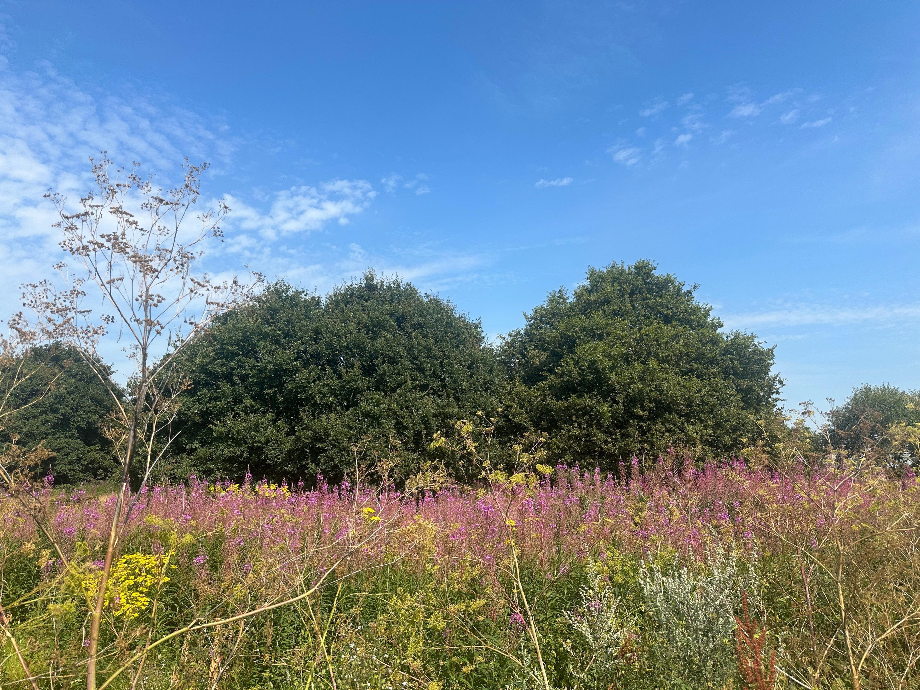 A flower field with trees in the background 