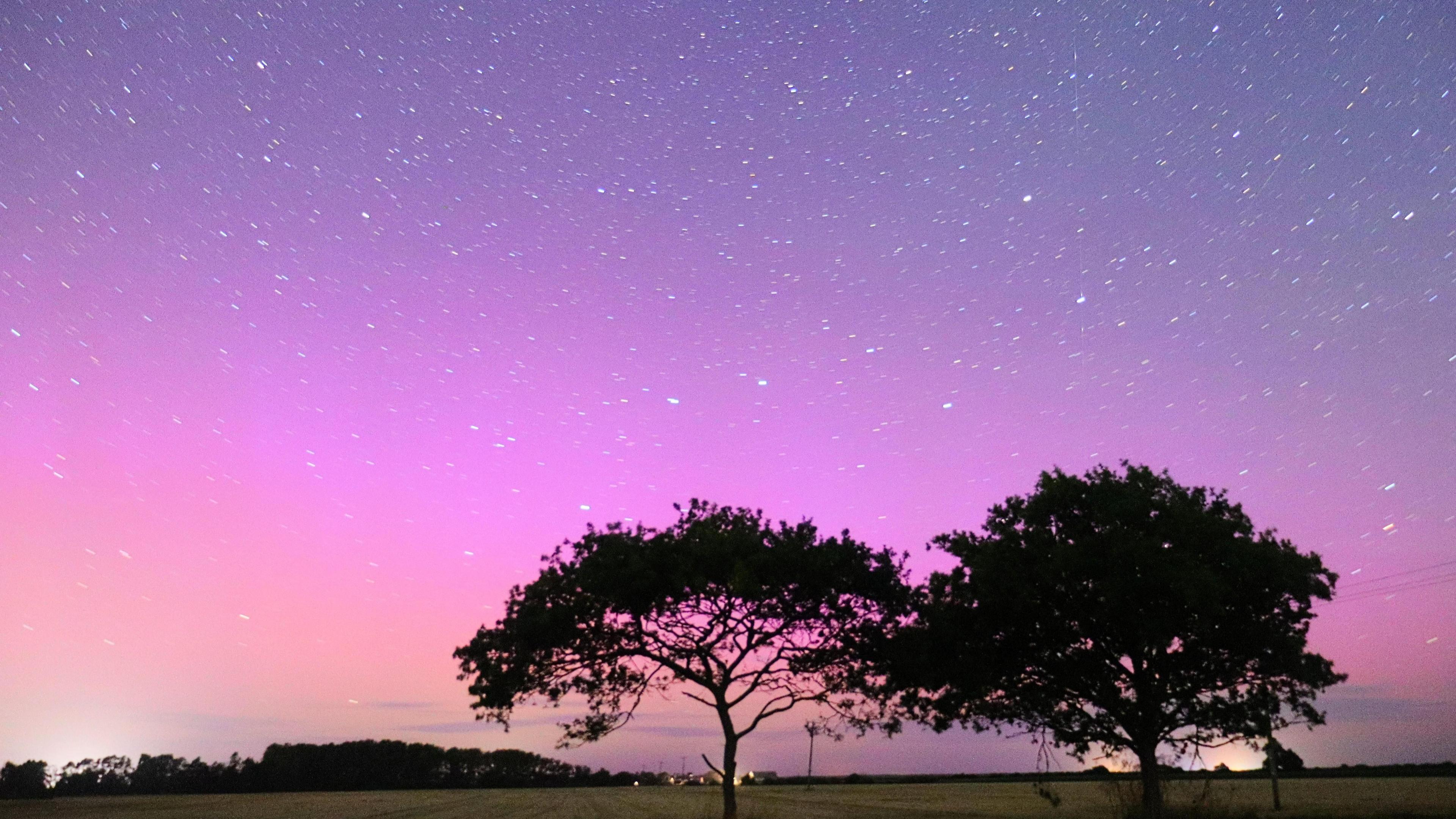 A sky is lit up in shades of pink and lilac. There are trees and bushes in silhouette against the night sky