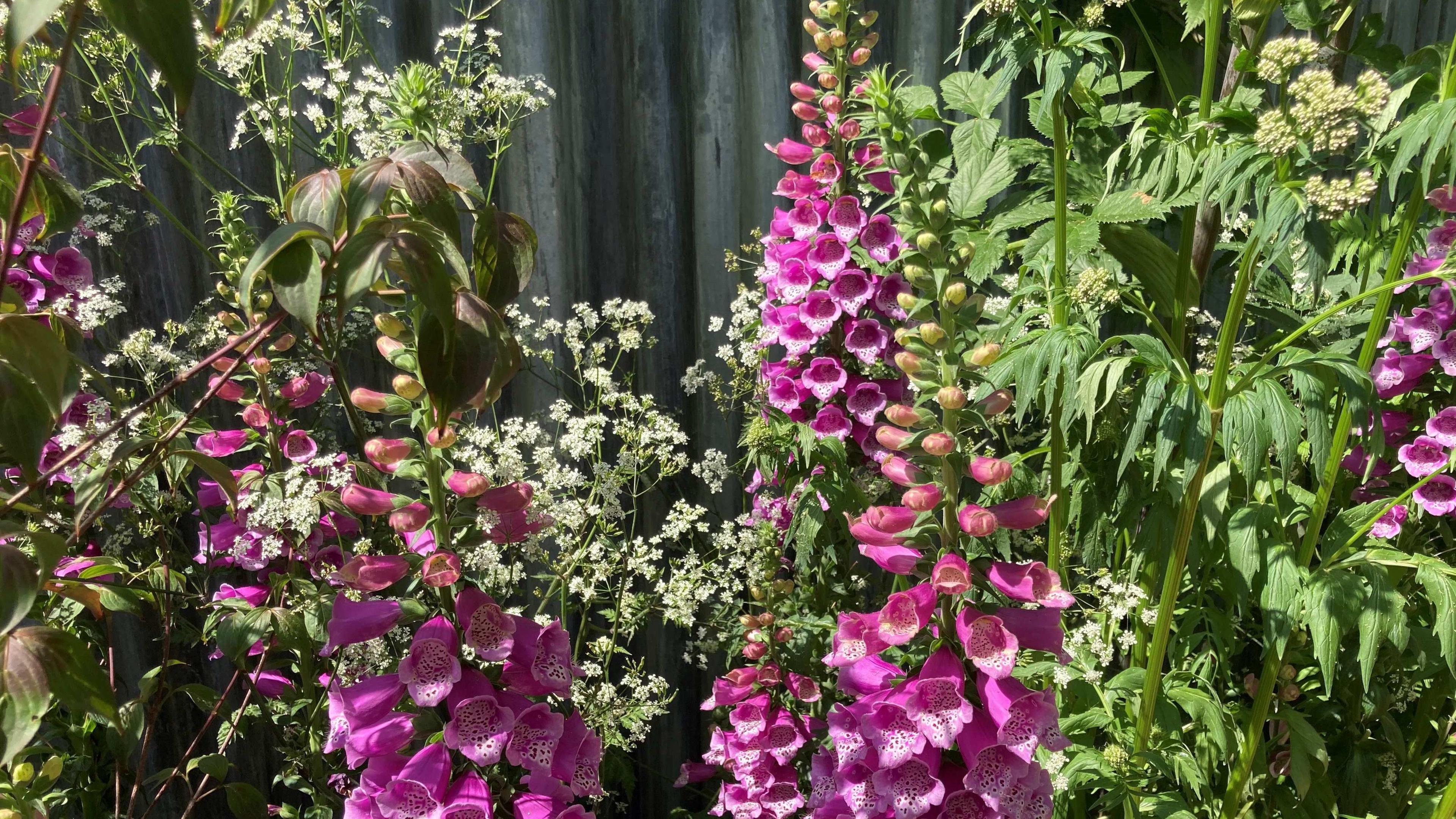 Beautiful purple flowers planted in front of corrugated iron hoarding